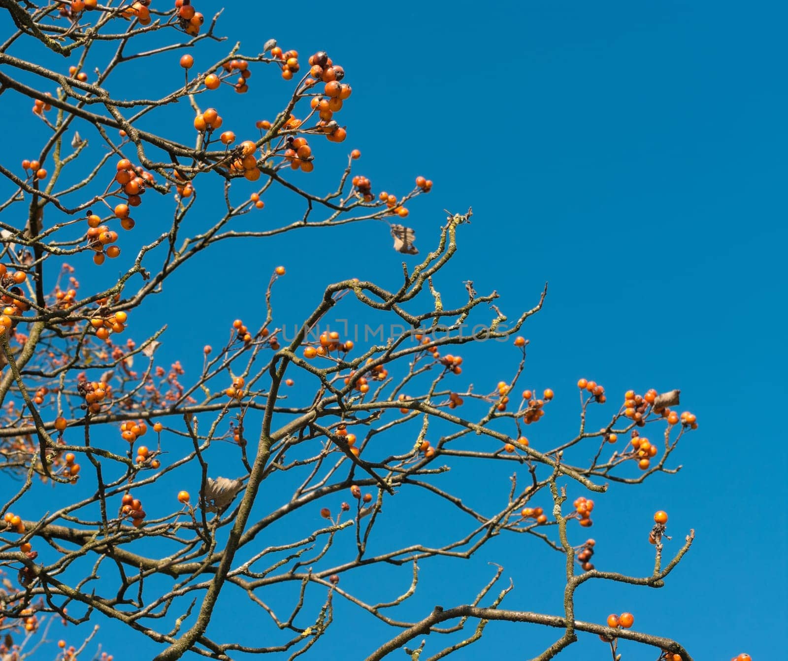 tree with red rowan berries in fall against a saturated blue sky