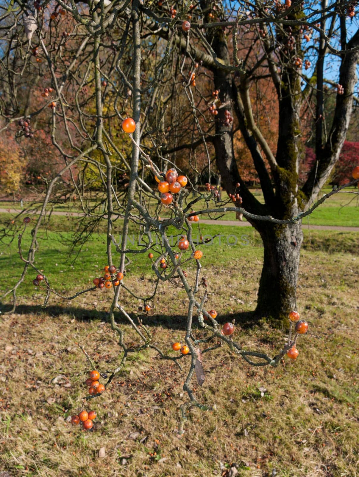 tree with red rowan berries in fall