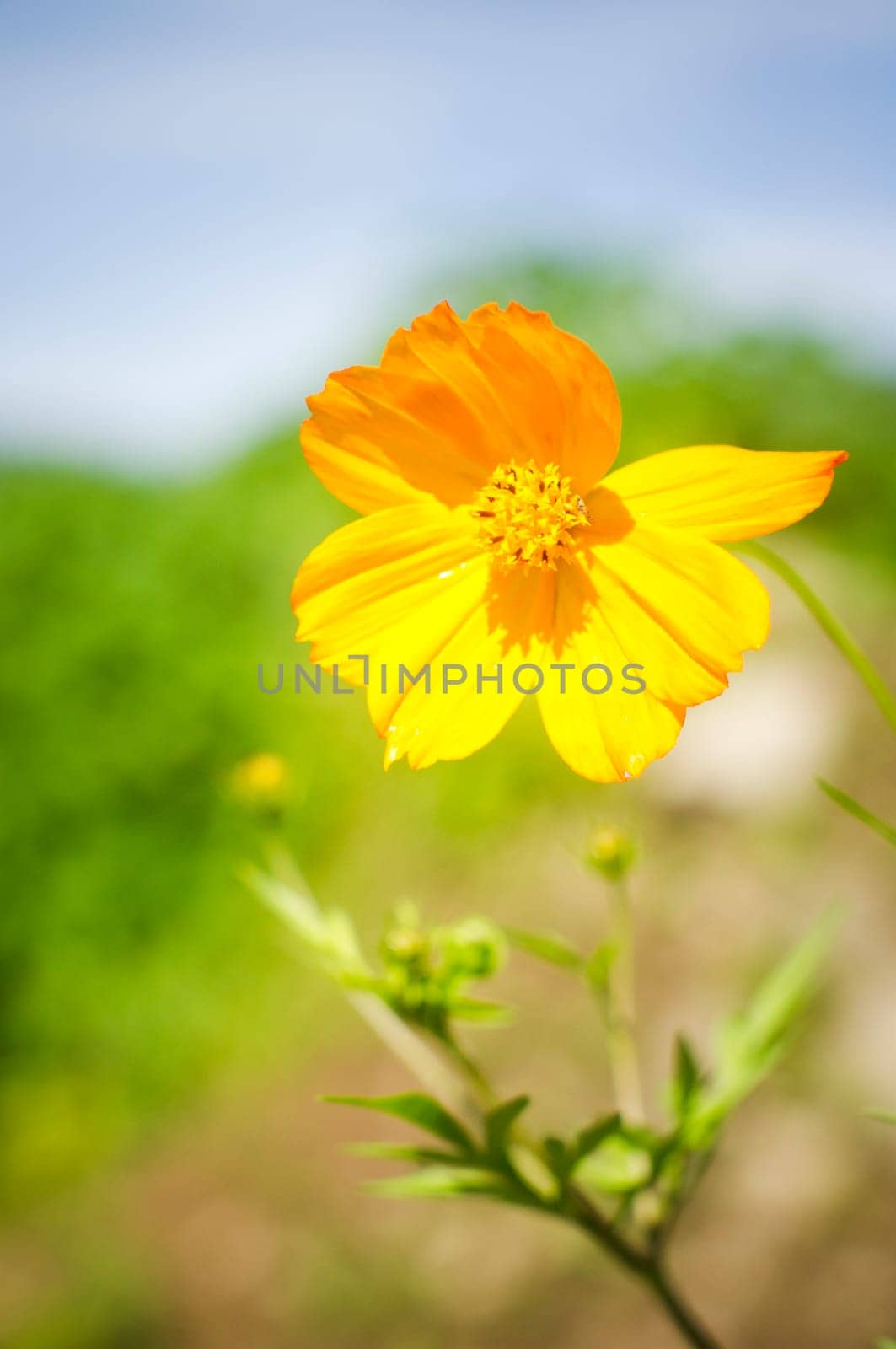 a close up shot of yellow flower