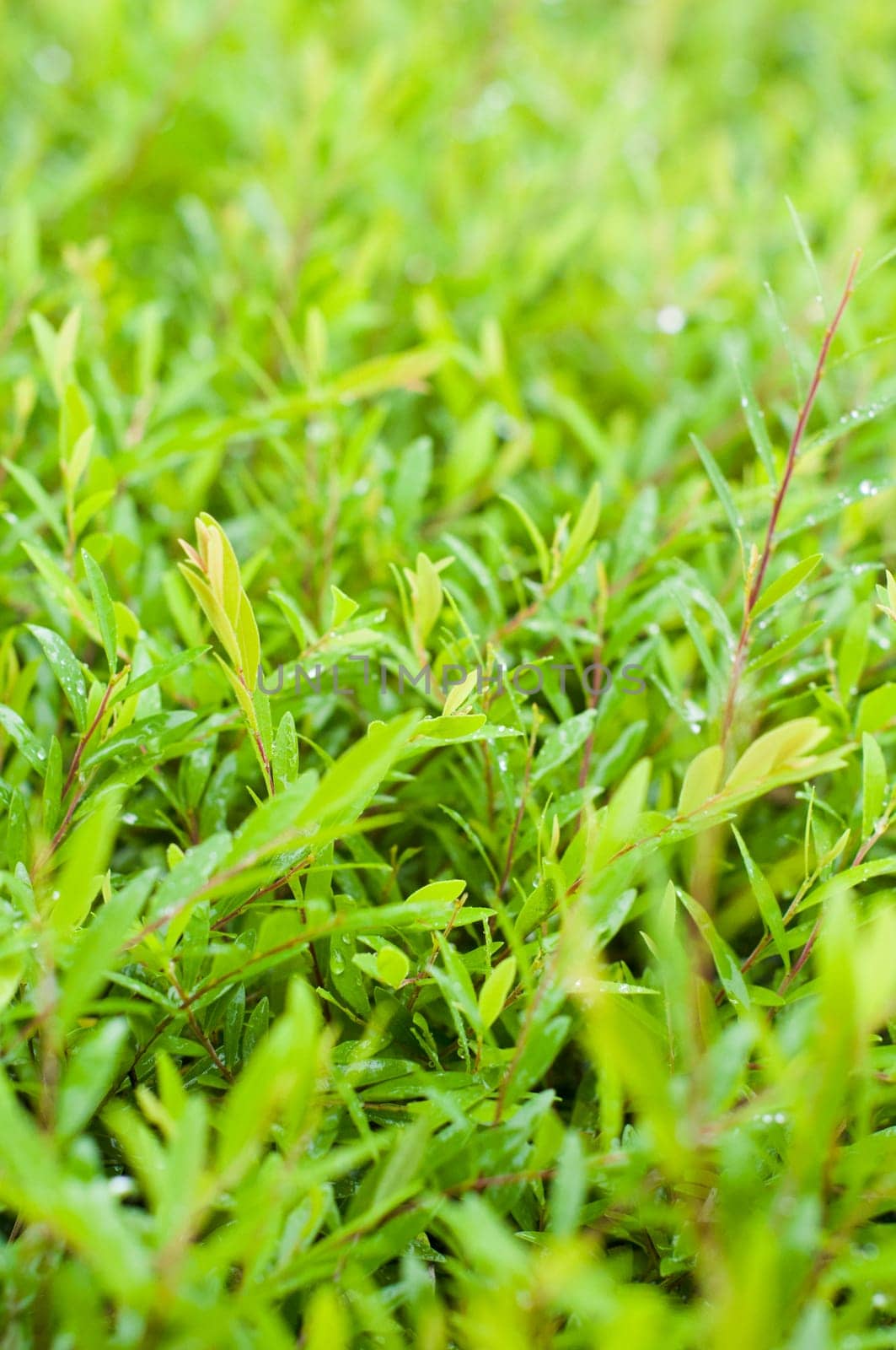 foliage close up after rains, with dews on leaves. Shallow depth of field.
