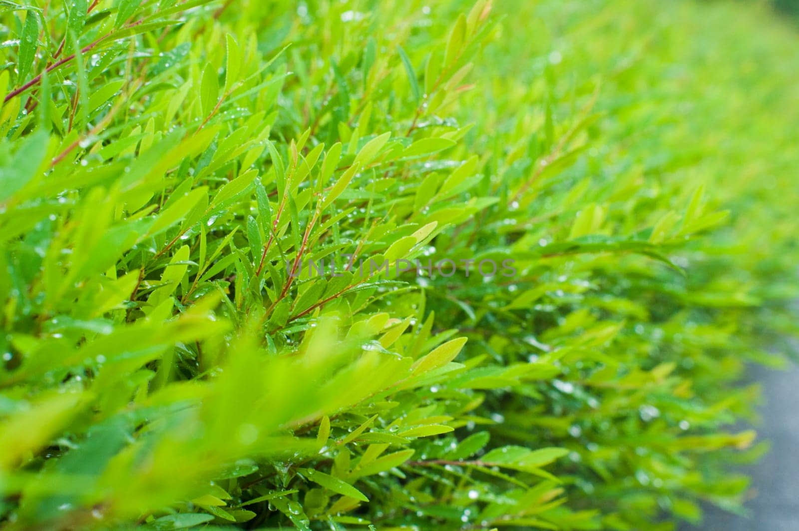 foliage close up after rains, with dews on leaves. Shallow depth of field.