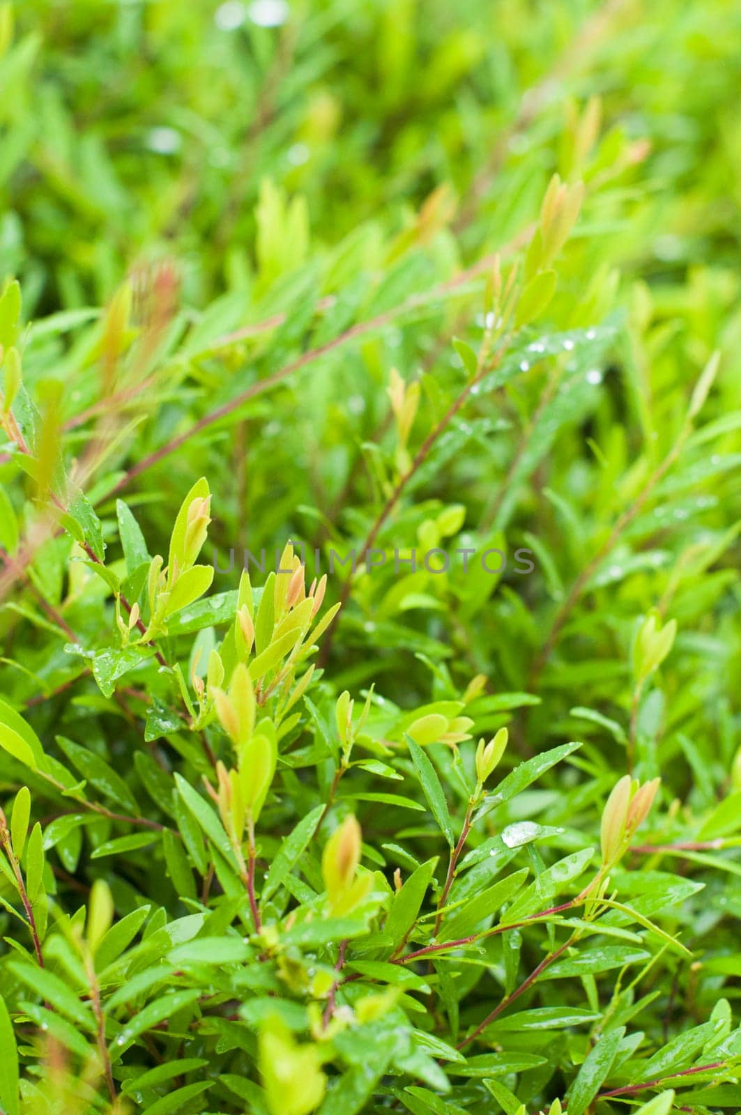 foliage close up after rains, with dews on leaves. Shallow depth of field.