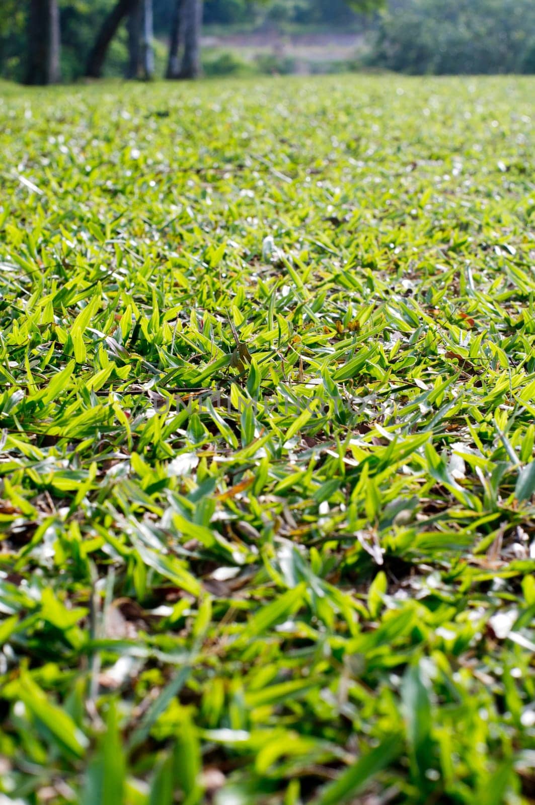 low angle view of grass field, with shallow depth of field.