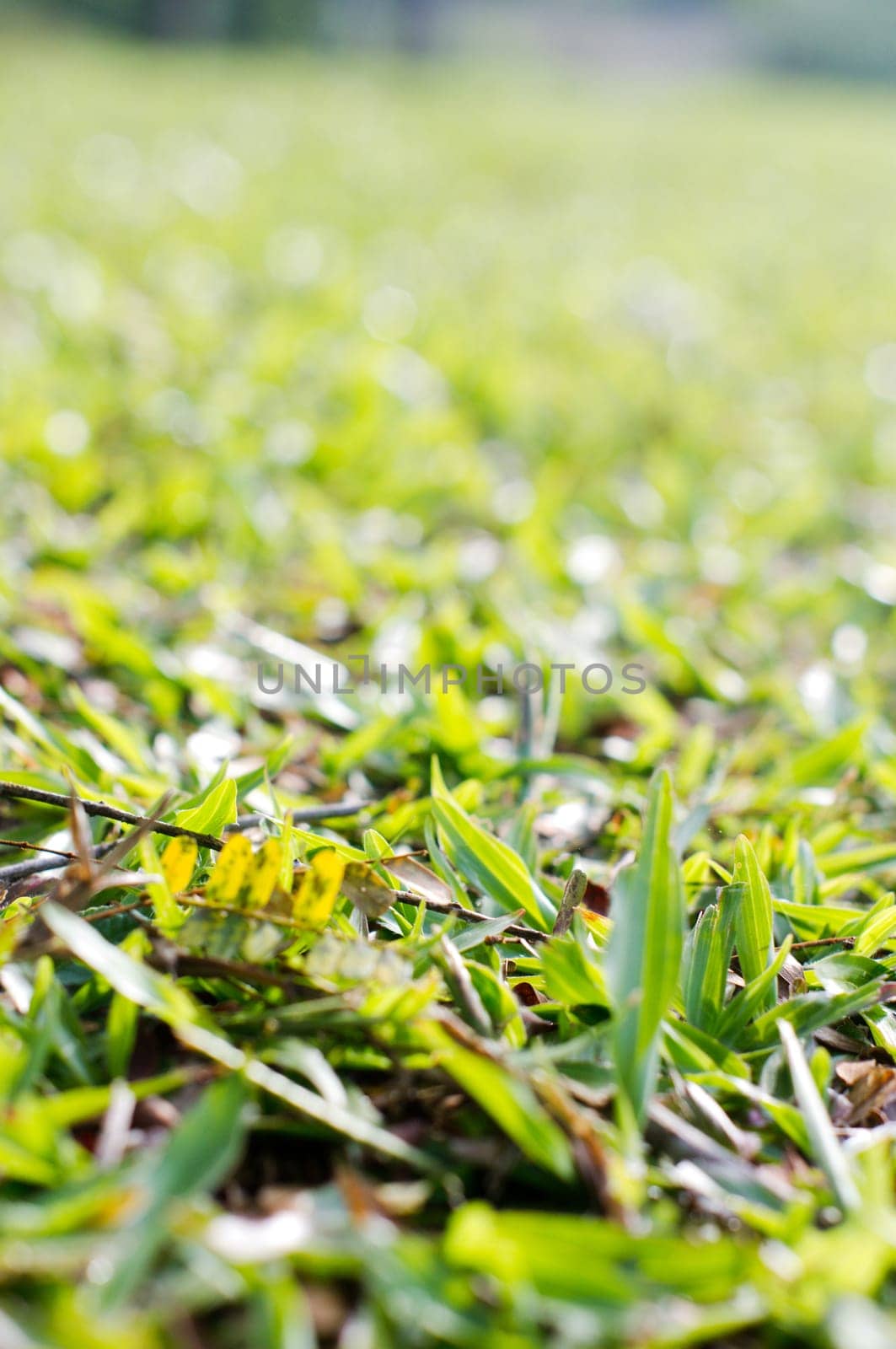 a close up view of grass, for concepts background