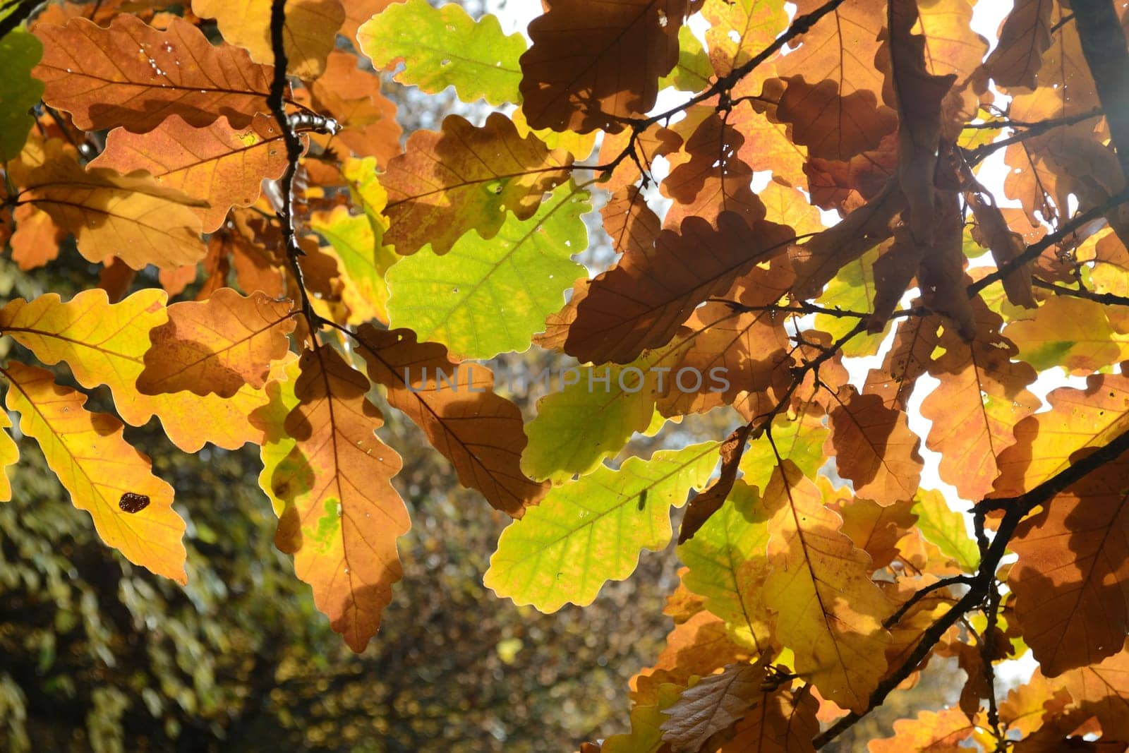 Oak (Quercus) backlit
