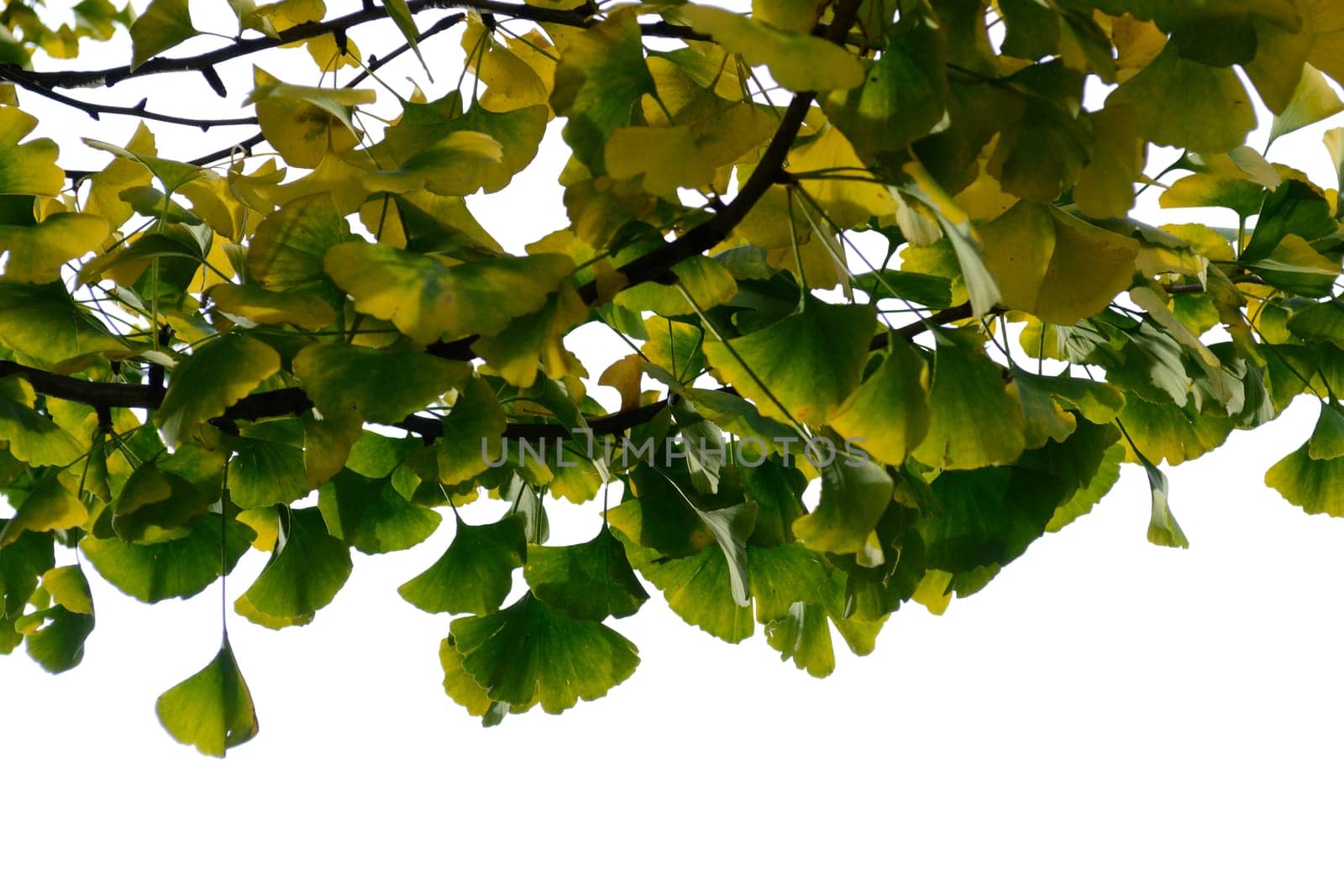 Ginkgo biloba in sunlight