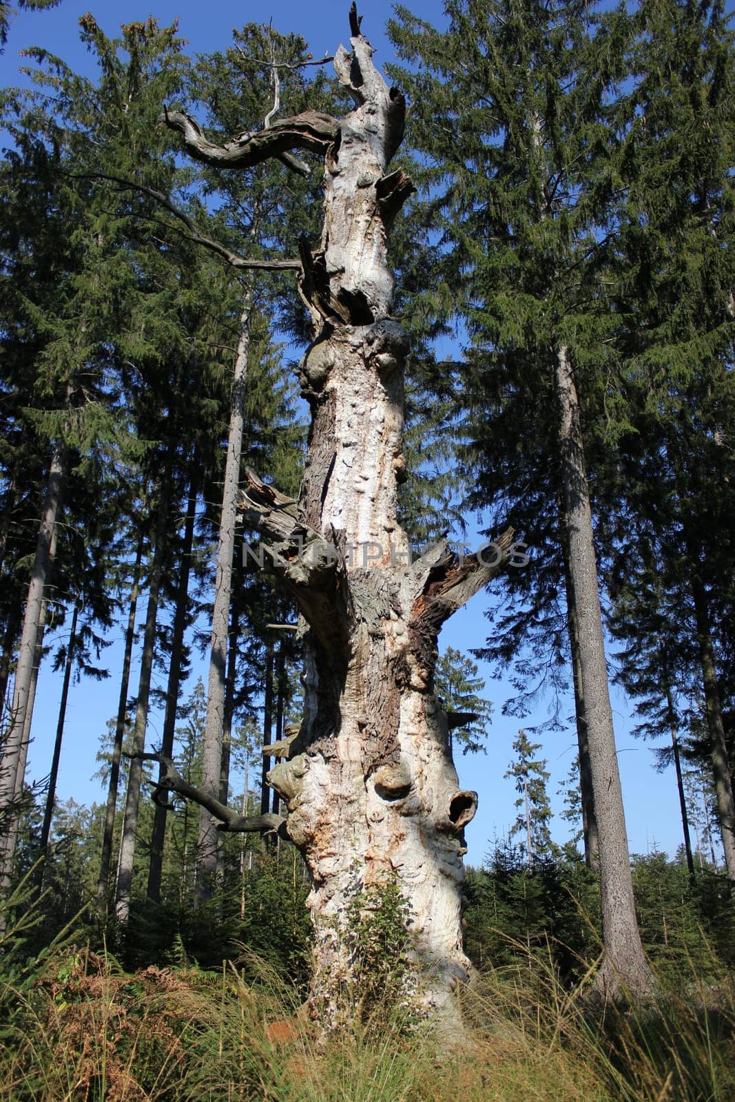 Ancient oak in the Sababurg primeval forest