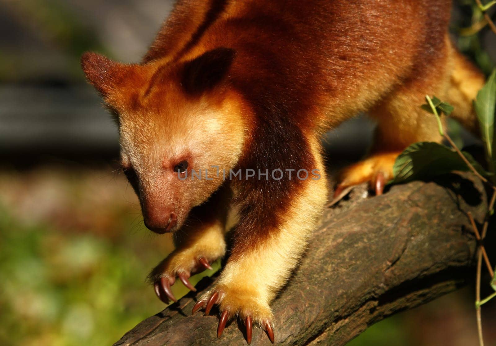 Tree kangaroo