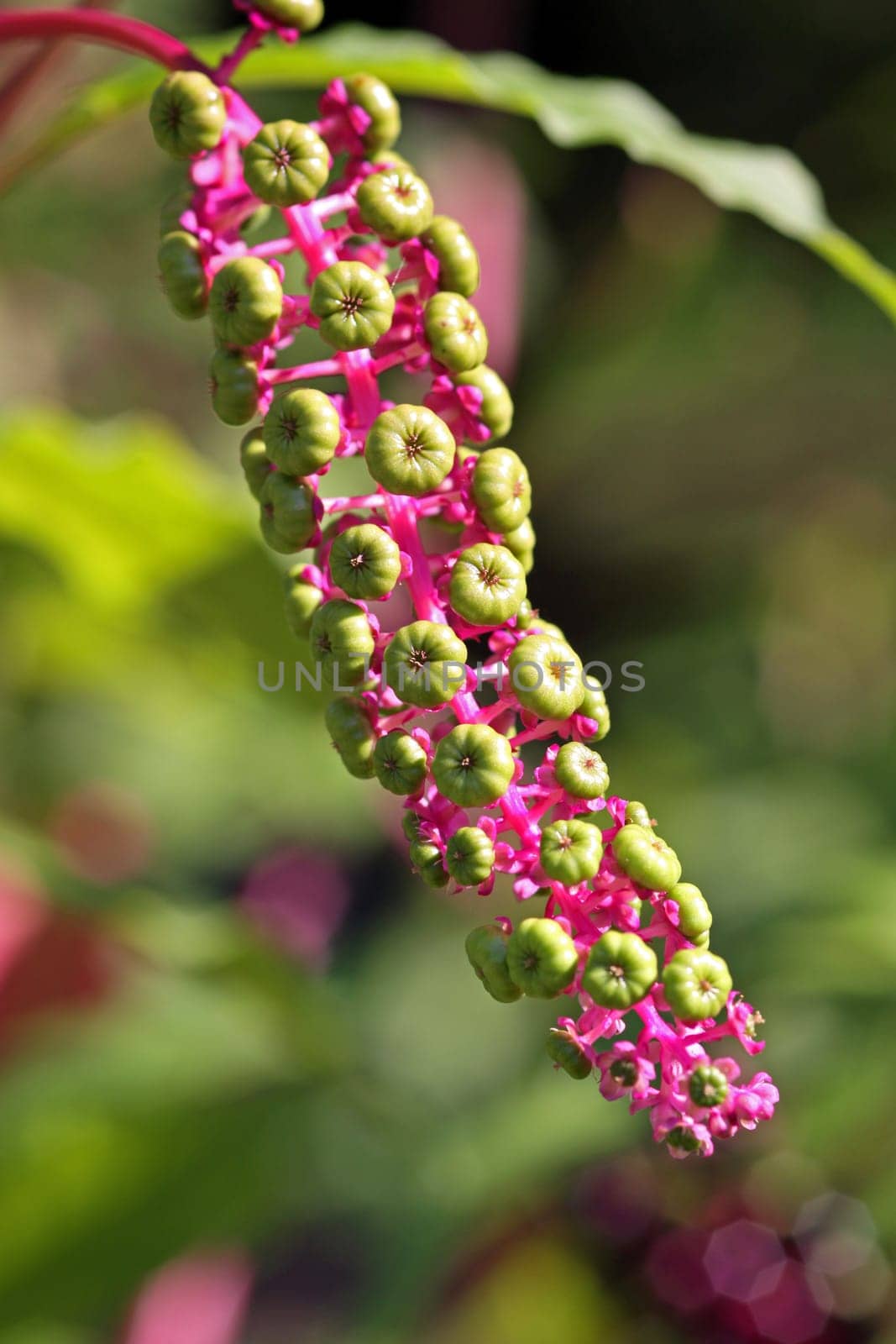 (Phytolacca americana)