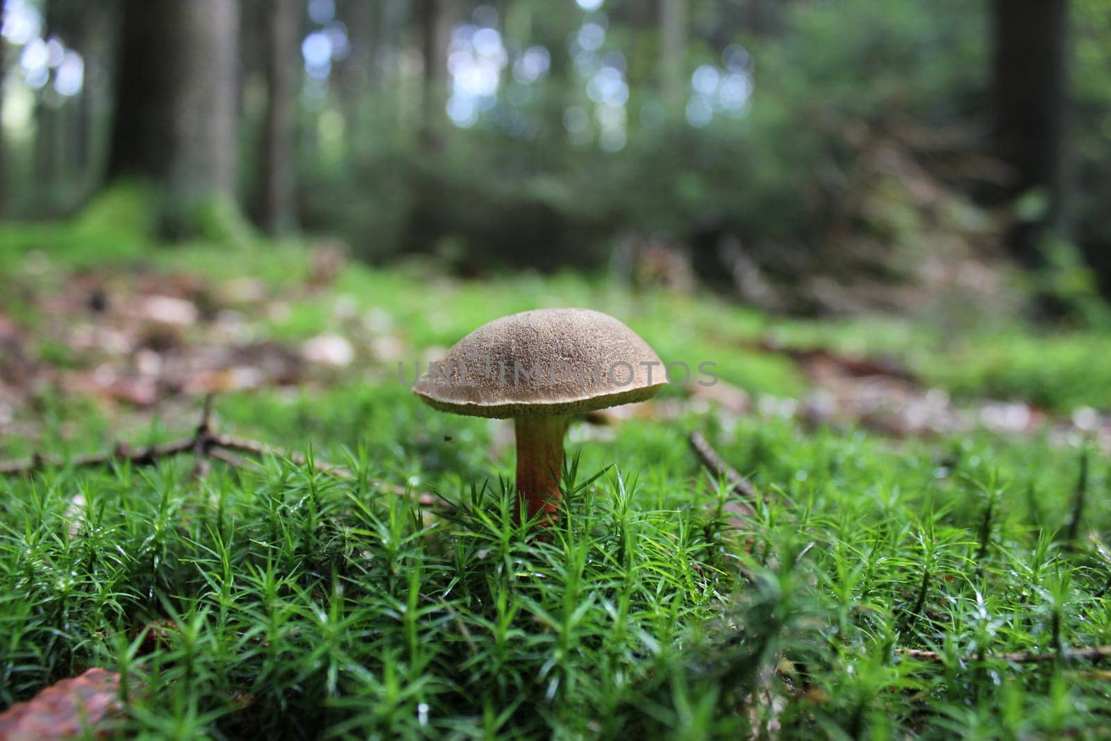 Red-footed boletus in moss