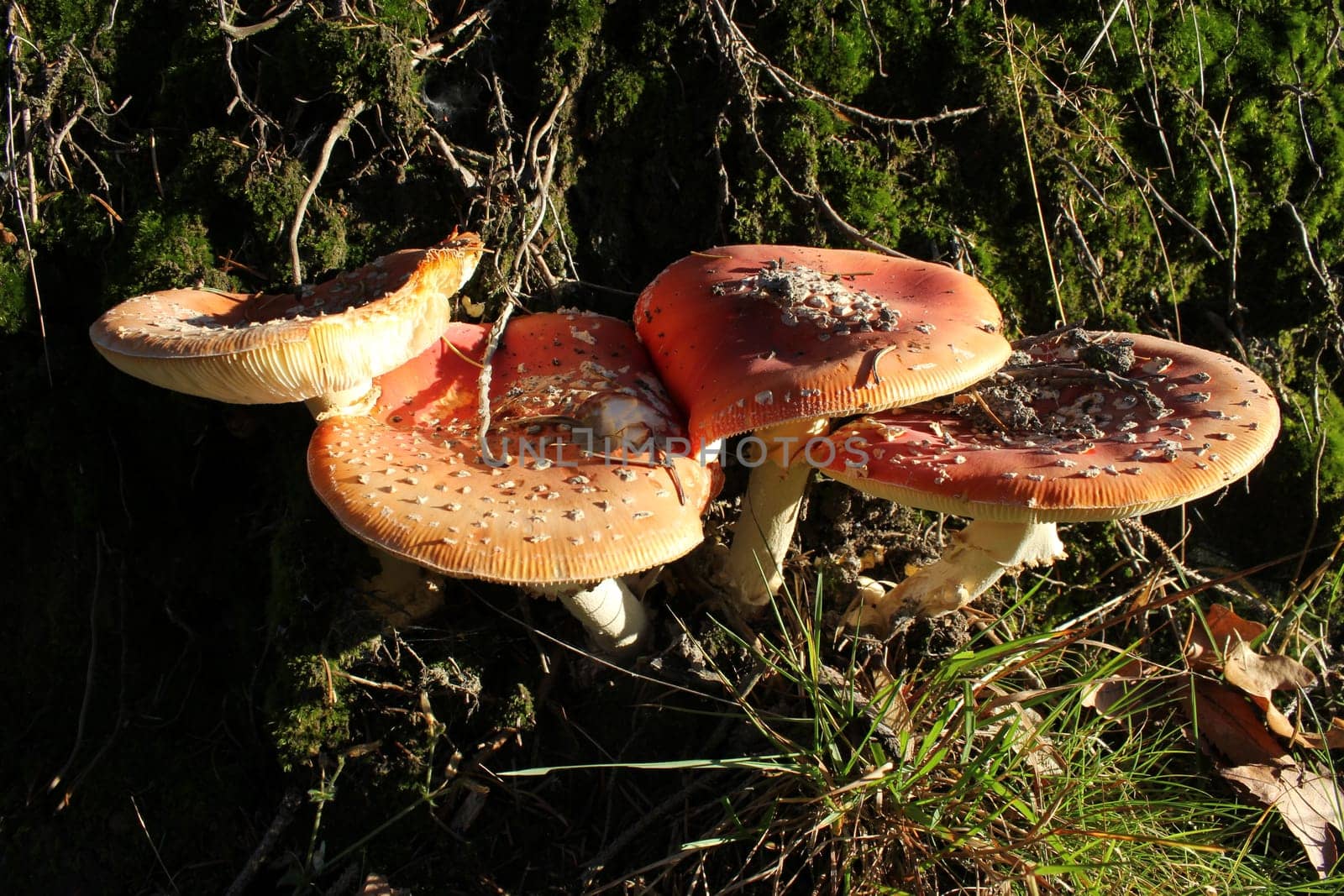 Four toadstools in the evening light