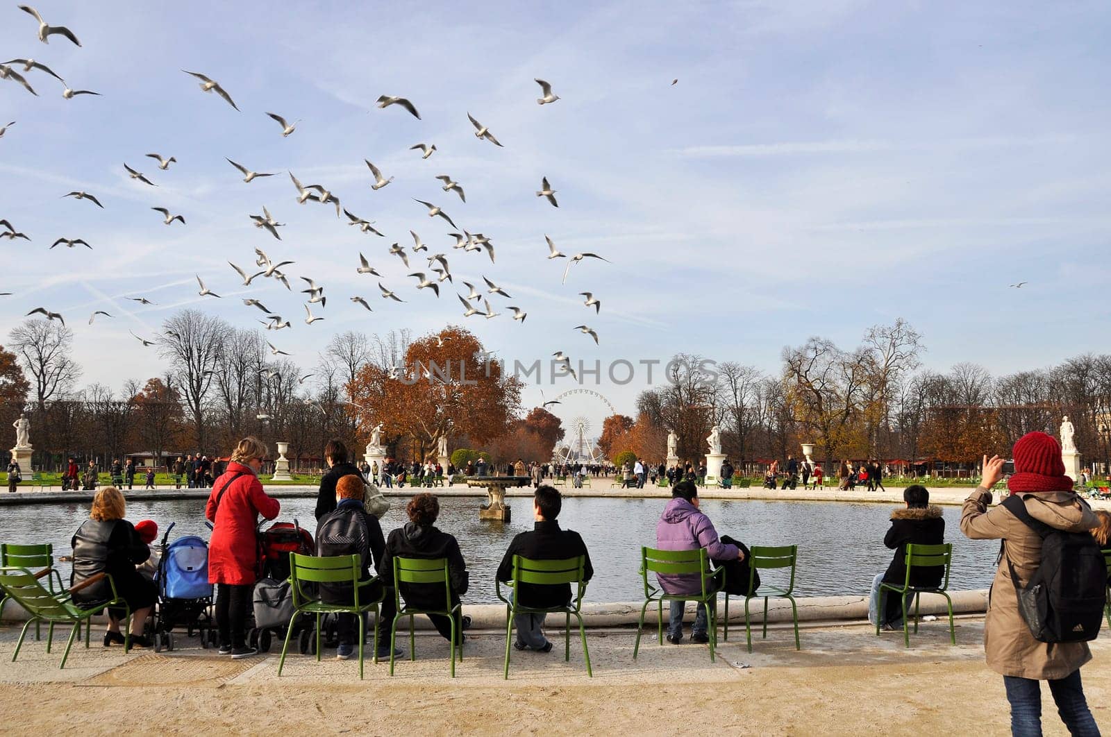 Seagulls flying over the Tuileries Gardens in Paris, France