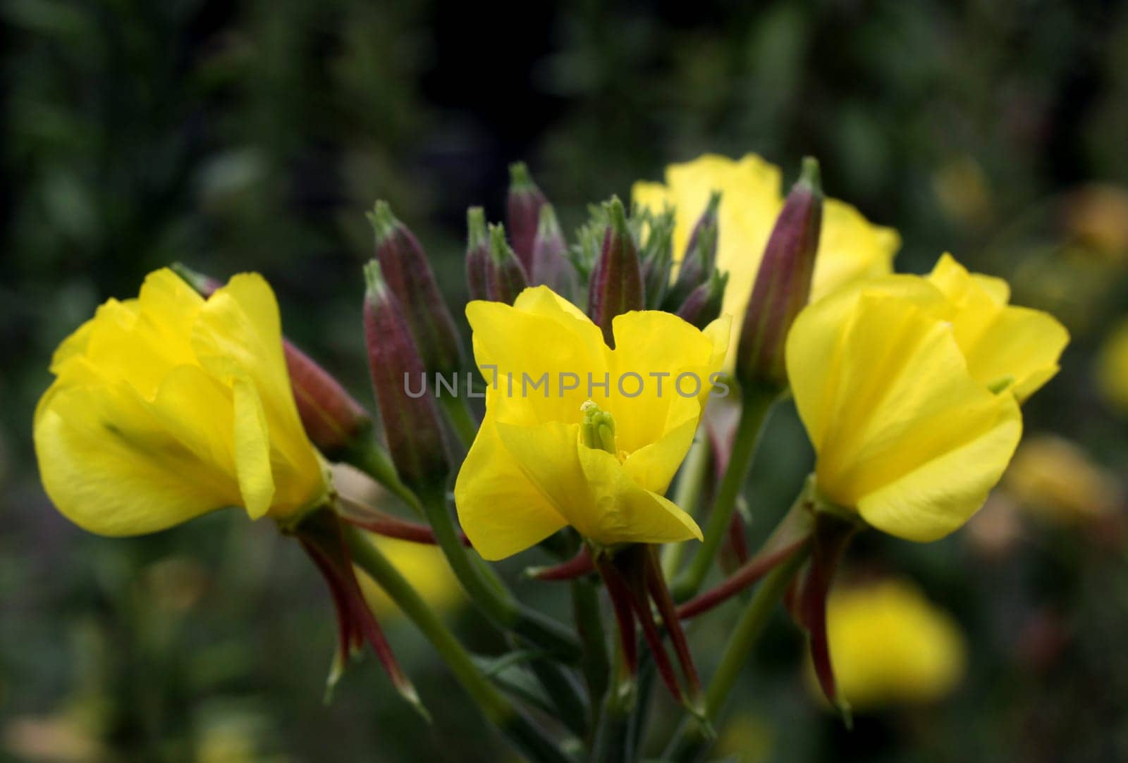 Common evening primrose