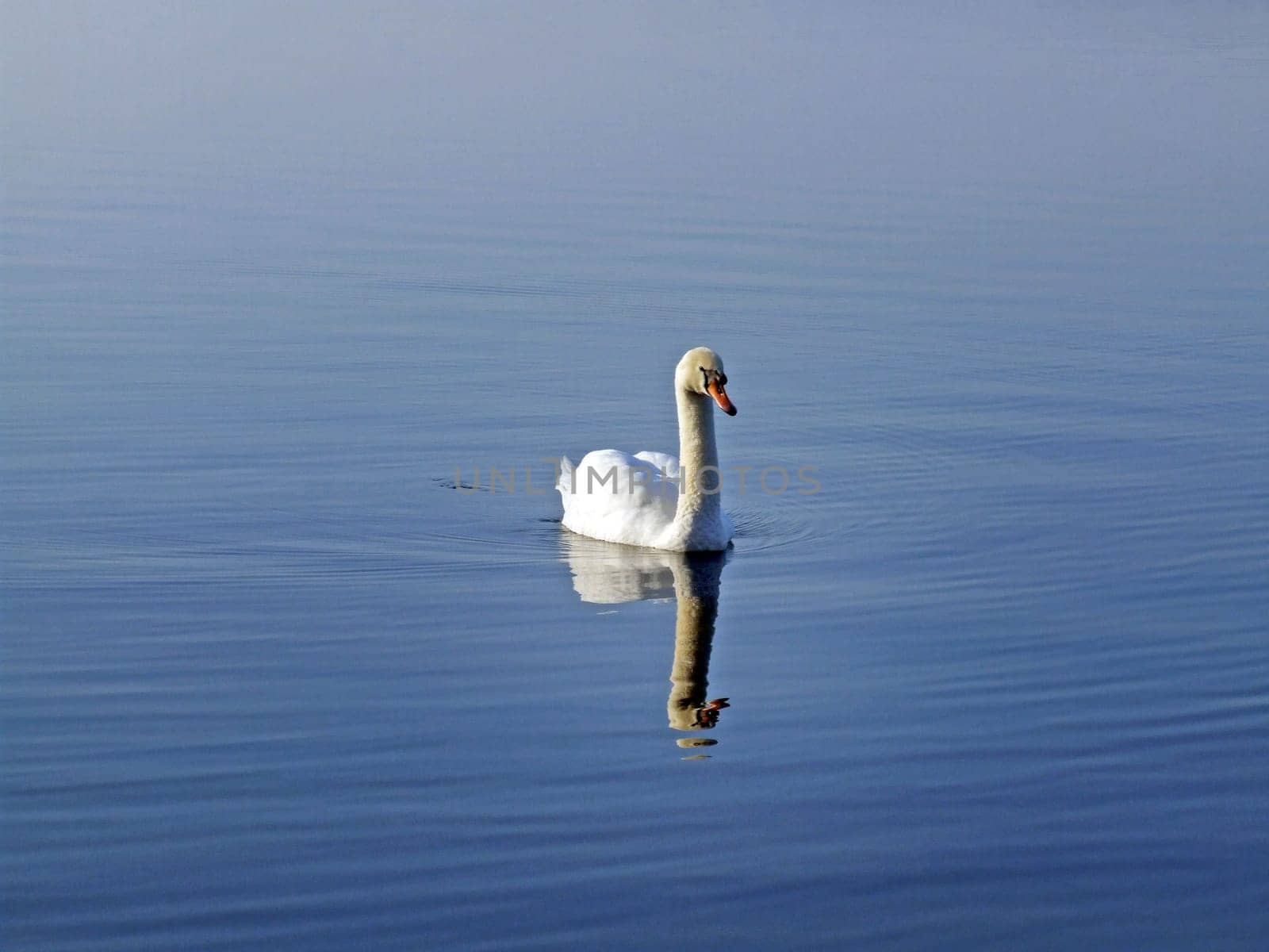 Mute Swan (Cygnus olor)