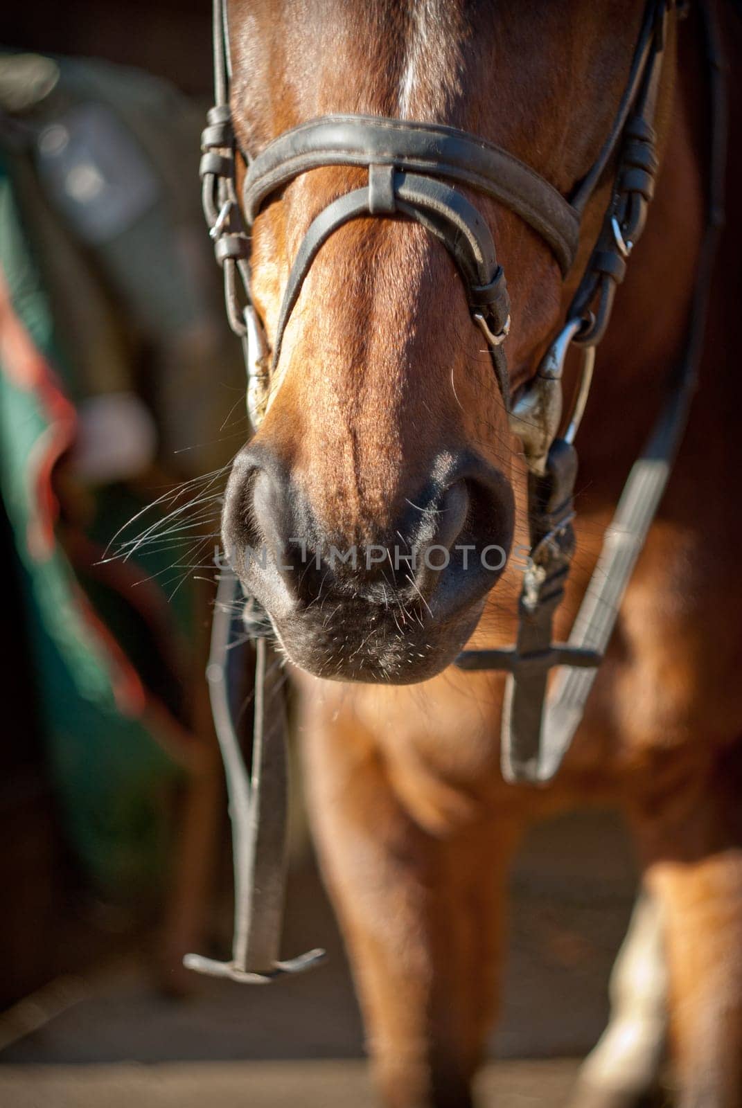 part of a horse head,horse & # 039  s nostrils with a harness