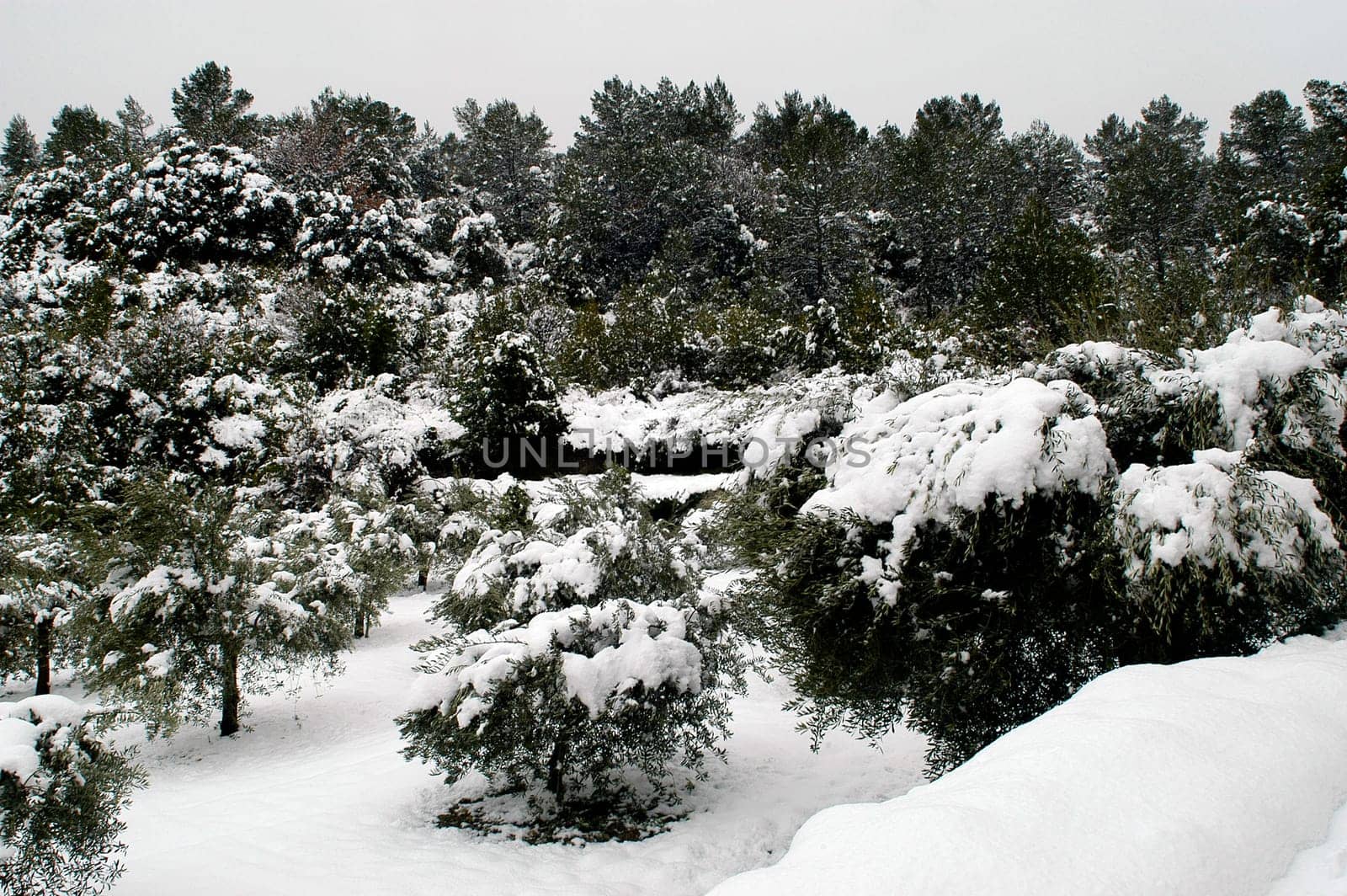 Landscape of Gard under snow. Gard is a department of the South-east of France located in the Cevennes.