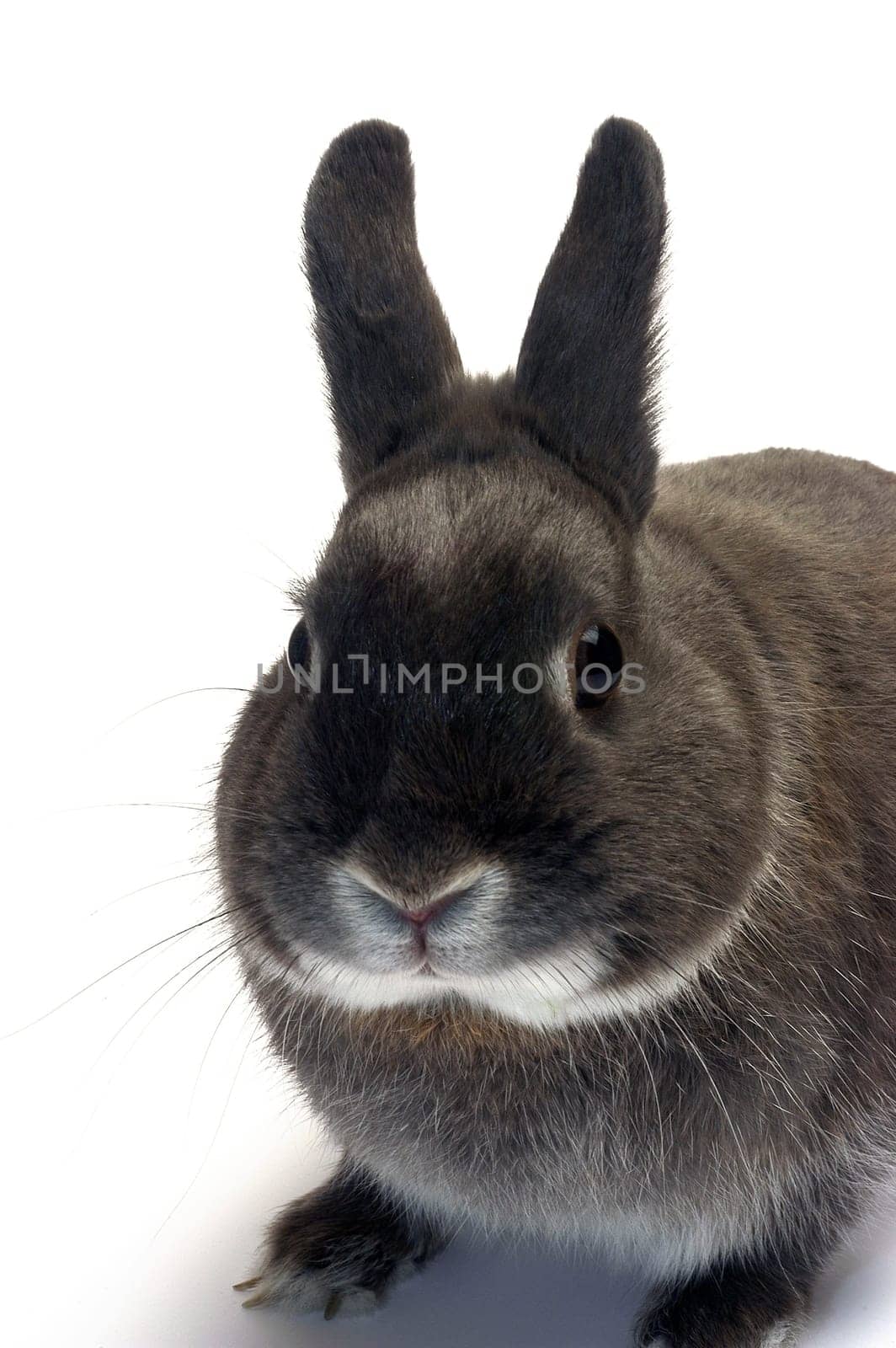 portrait of a dwarf rabbit in studio on white background