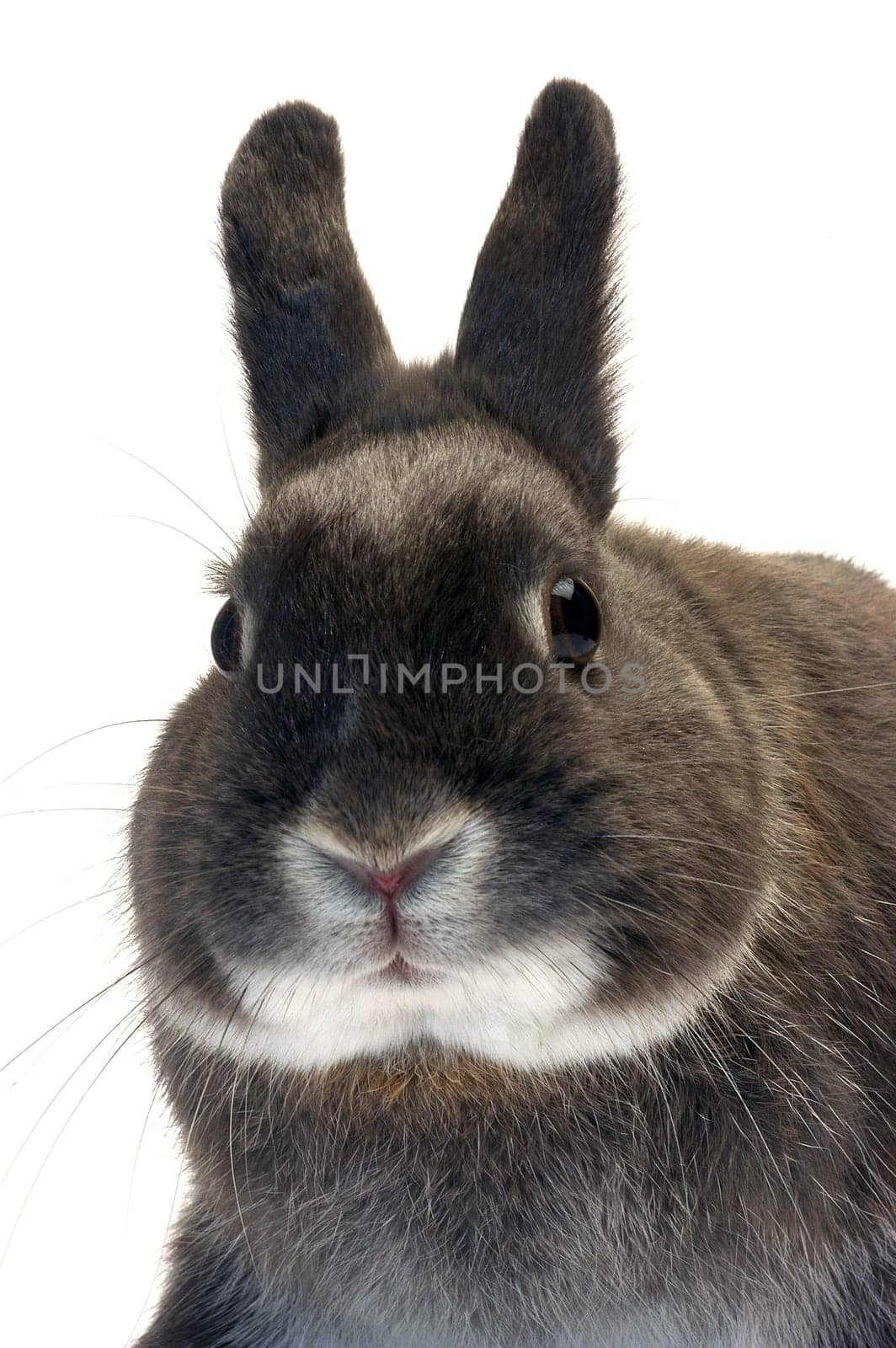 portrait of a dwarf rabbit in studio on white background
