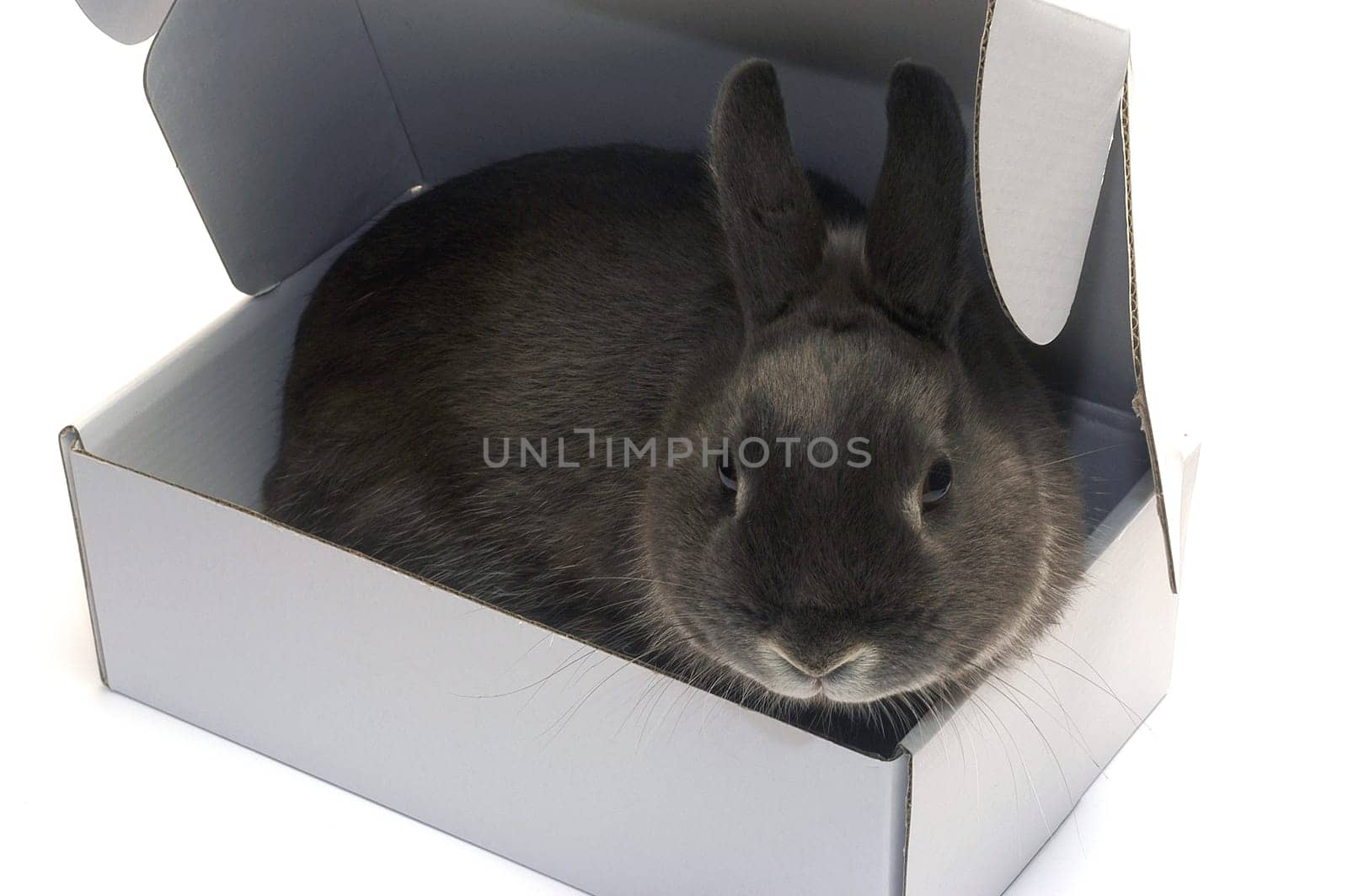 portrait of a rabbit in a box to illustrate the shipment of goods and trade