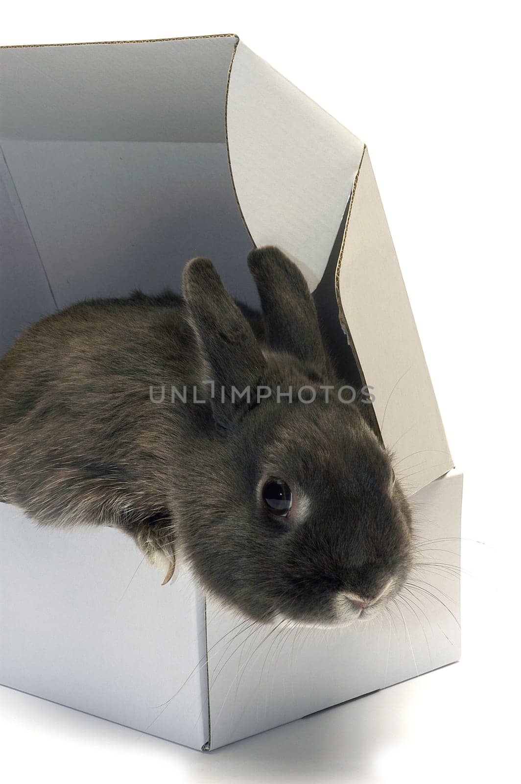 portrait of a rabbit in a box to illustrate the shipment of goods and trade