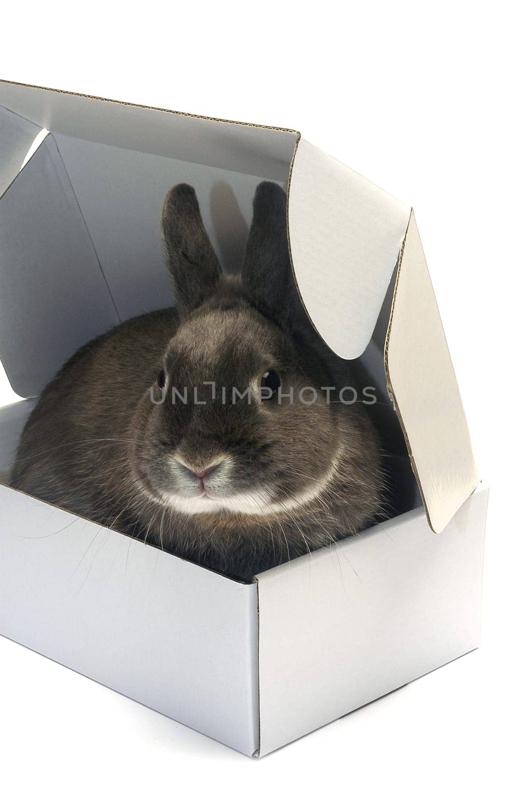 portrait of a rabbit in a box to illustrate the shipment of goods and trade