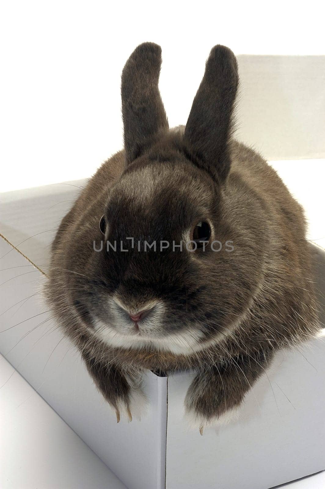 portrait of a rabbit in a box to illustrate the shipment of goods and trade