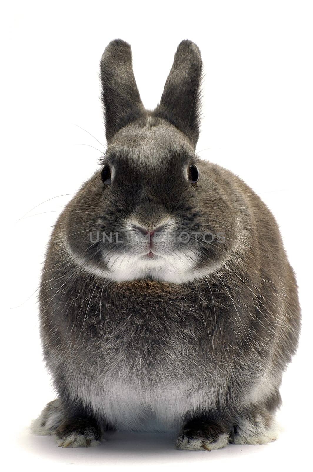 portrait of a dwarf rabbit in studio on white background