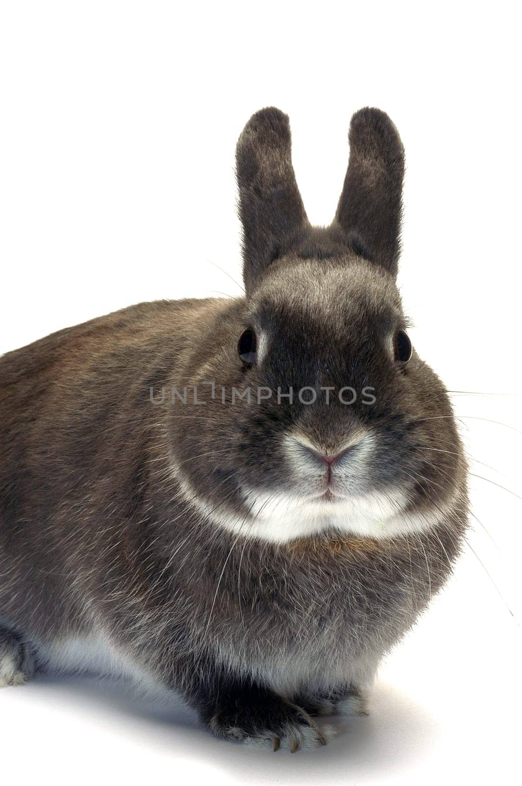 portrait of a dwarf rabbit in studio on white background