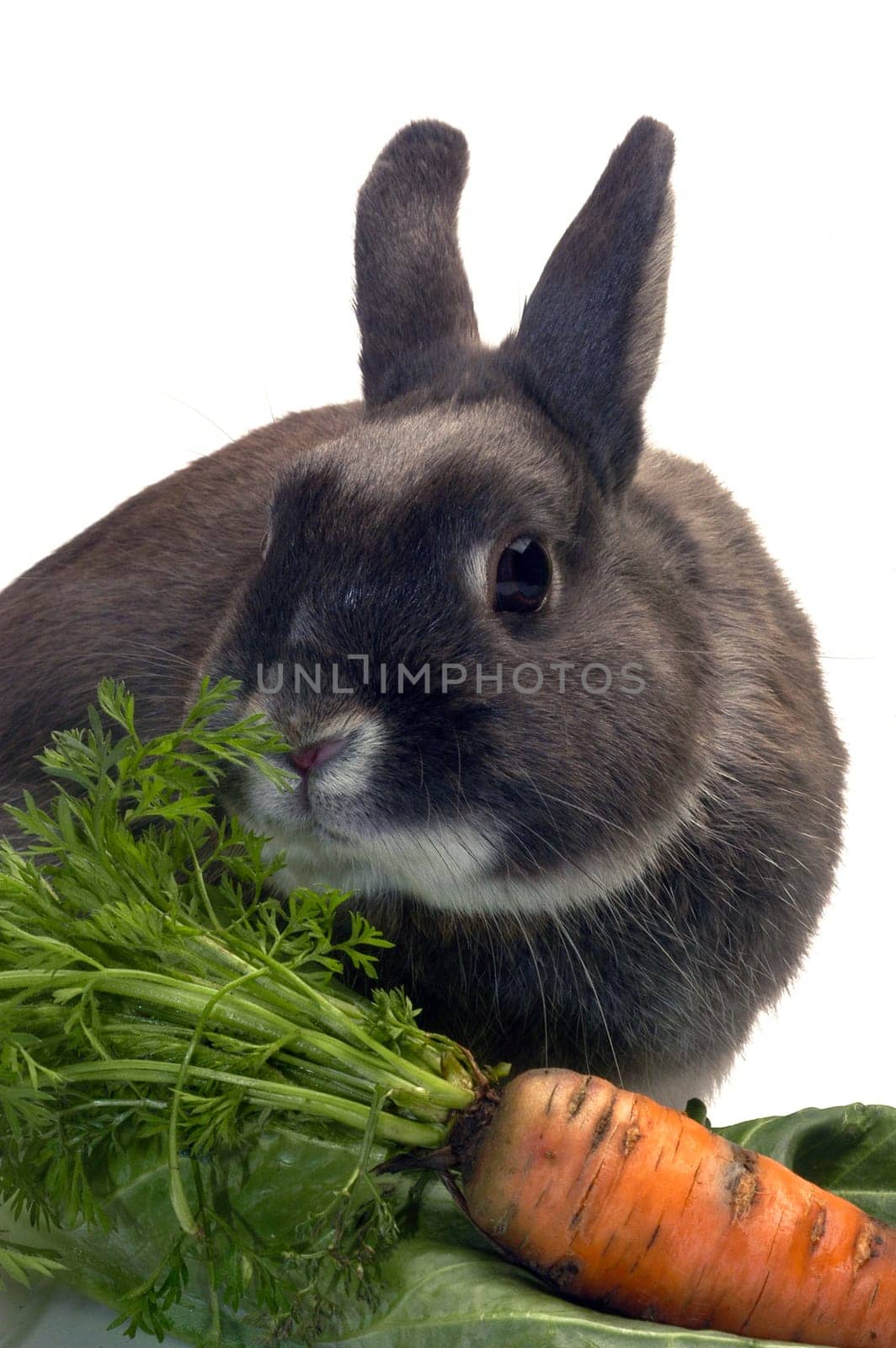 portrait of a rabbit and his favorite vegetables in studio on white background