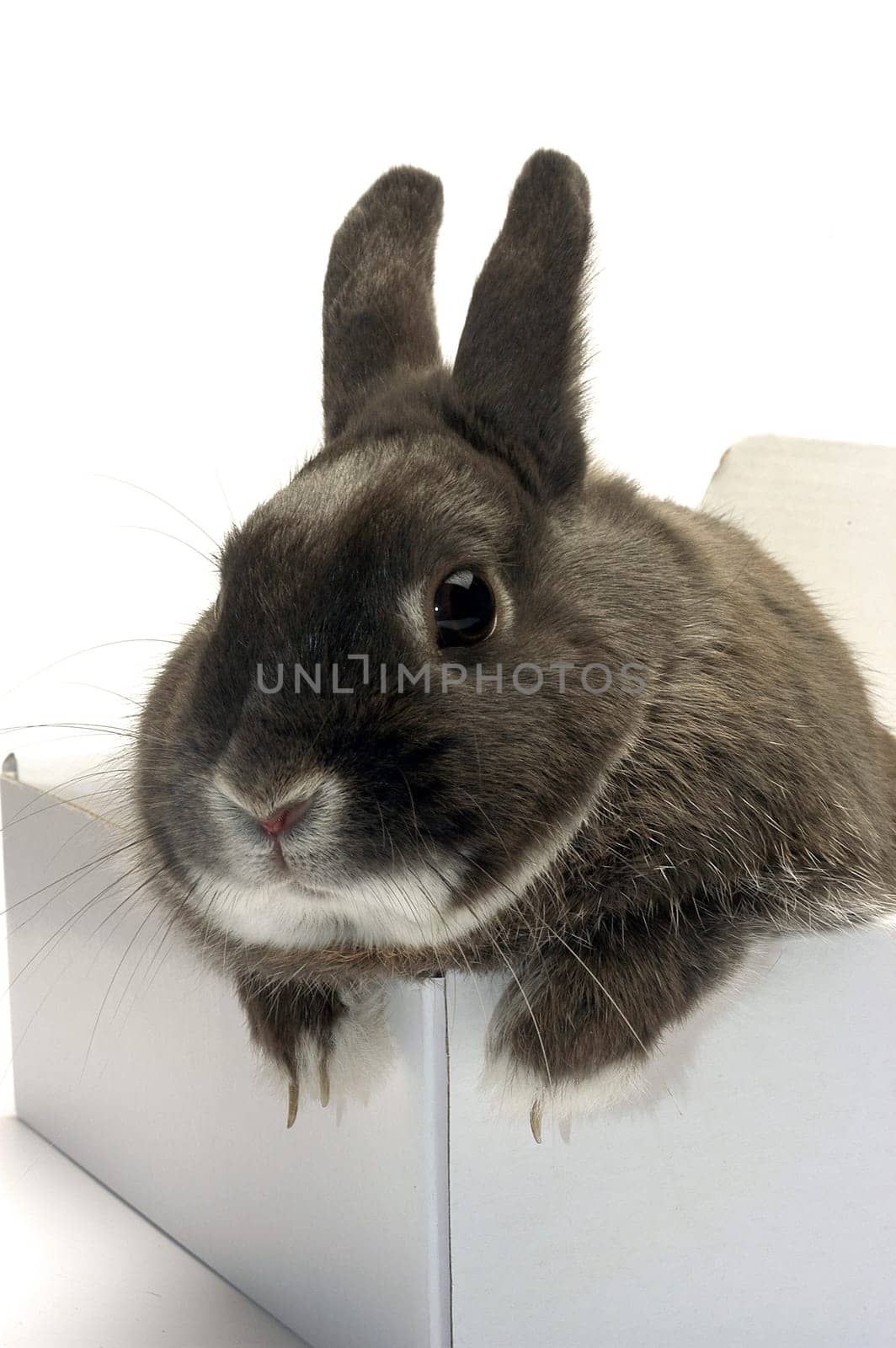 portrait of a rabbit in a box to illustrate the shipment of goods and trade