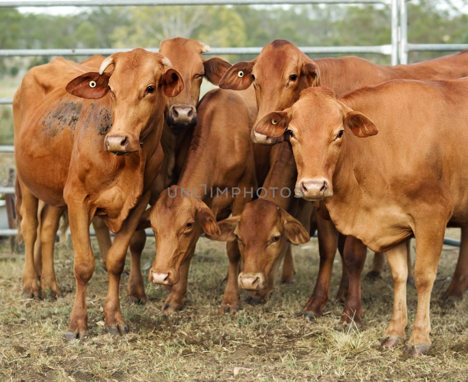 agriculture australia six brown cows in corral pose for camera