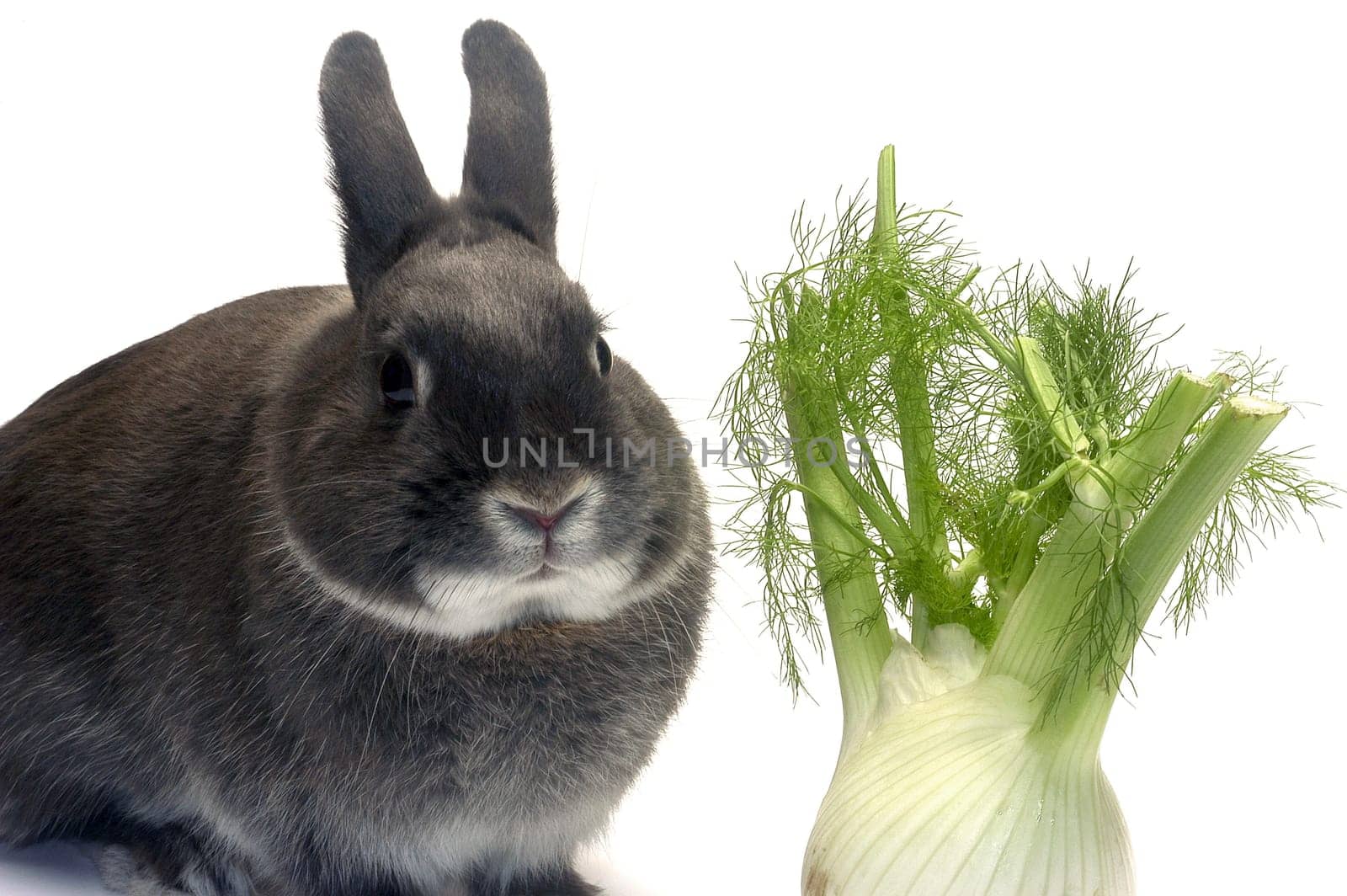portrait of a rabbit and his favorite vegetables in studio on white background