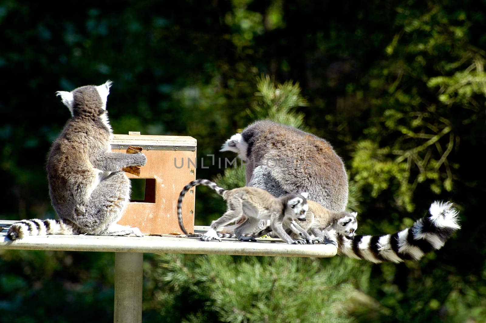 Family of lemurs to the zoo
