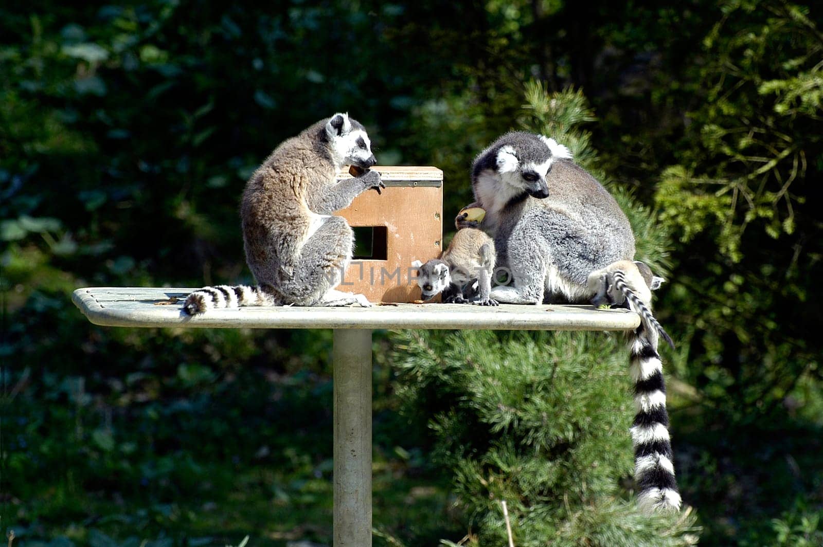 Family of lemurs to the zoo