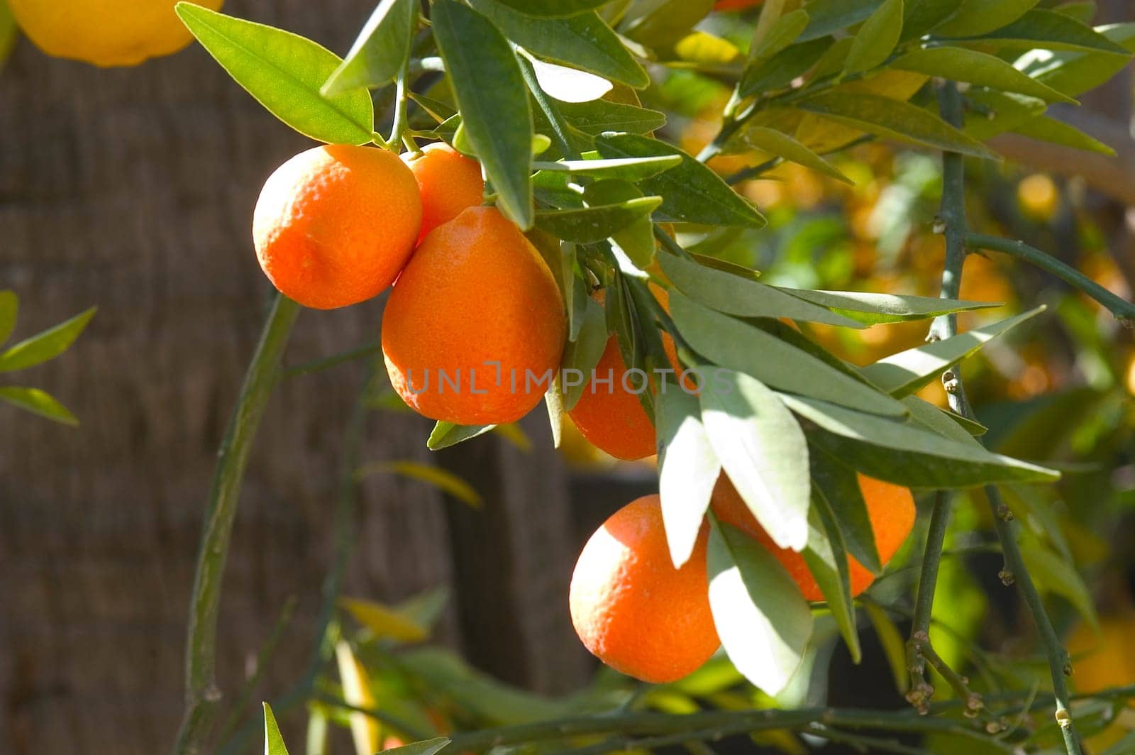 With this occasion the gardens are the theater of construction of monument out of oranges and lemons on a different topic each years.