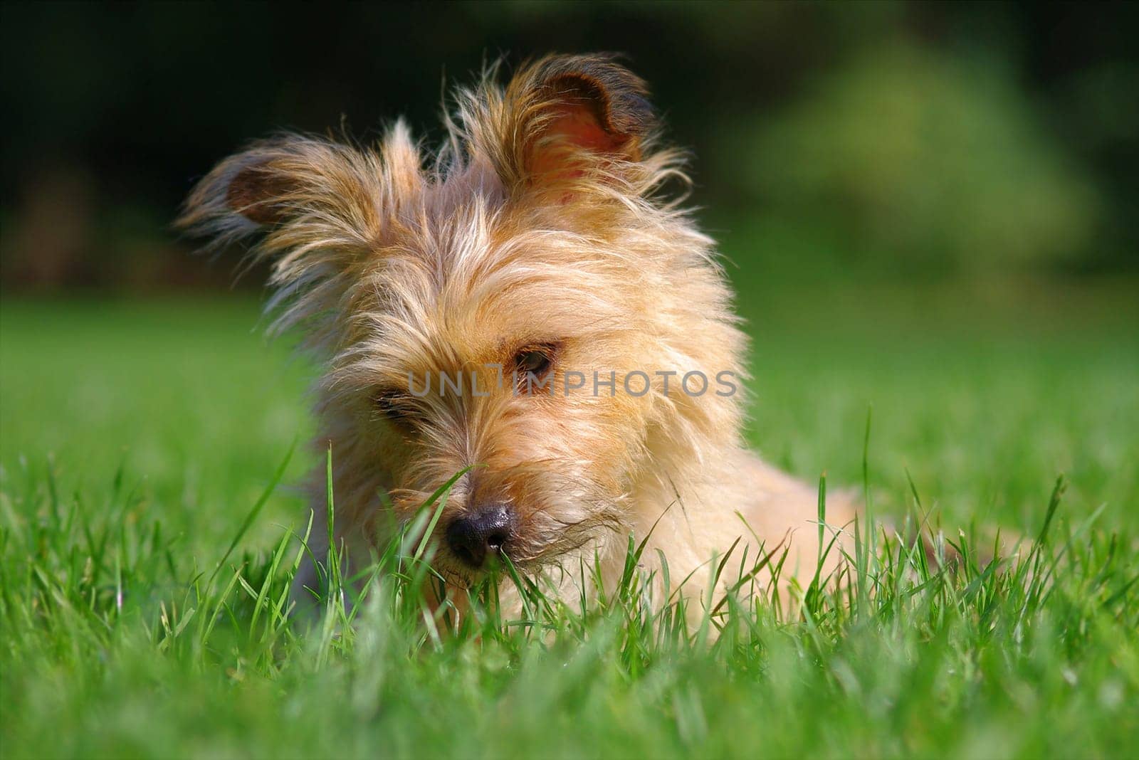 My Dog