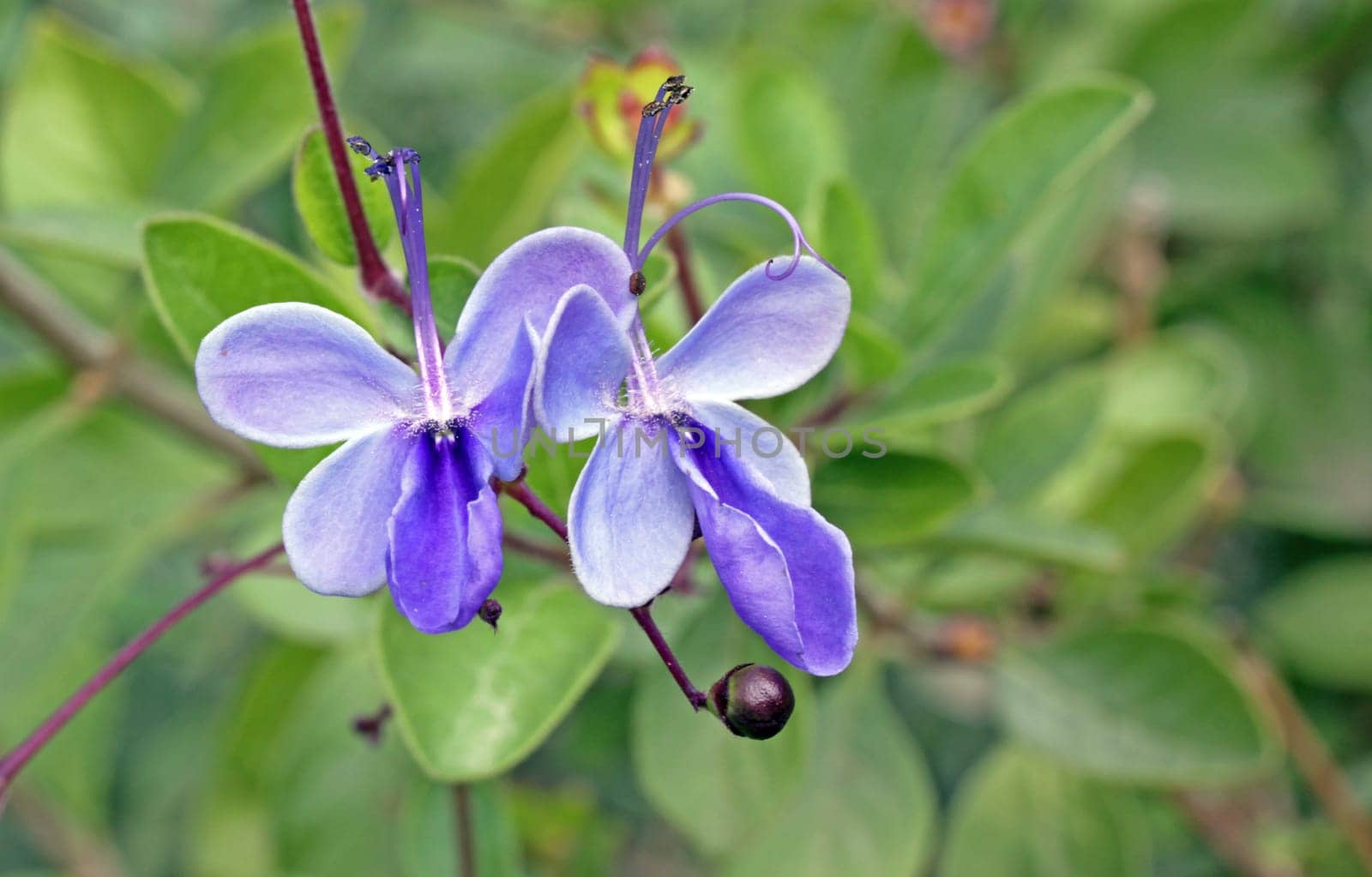 Bluewing Clerodendrum ugandense