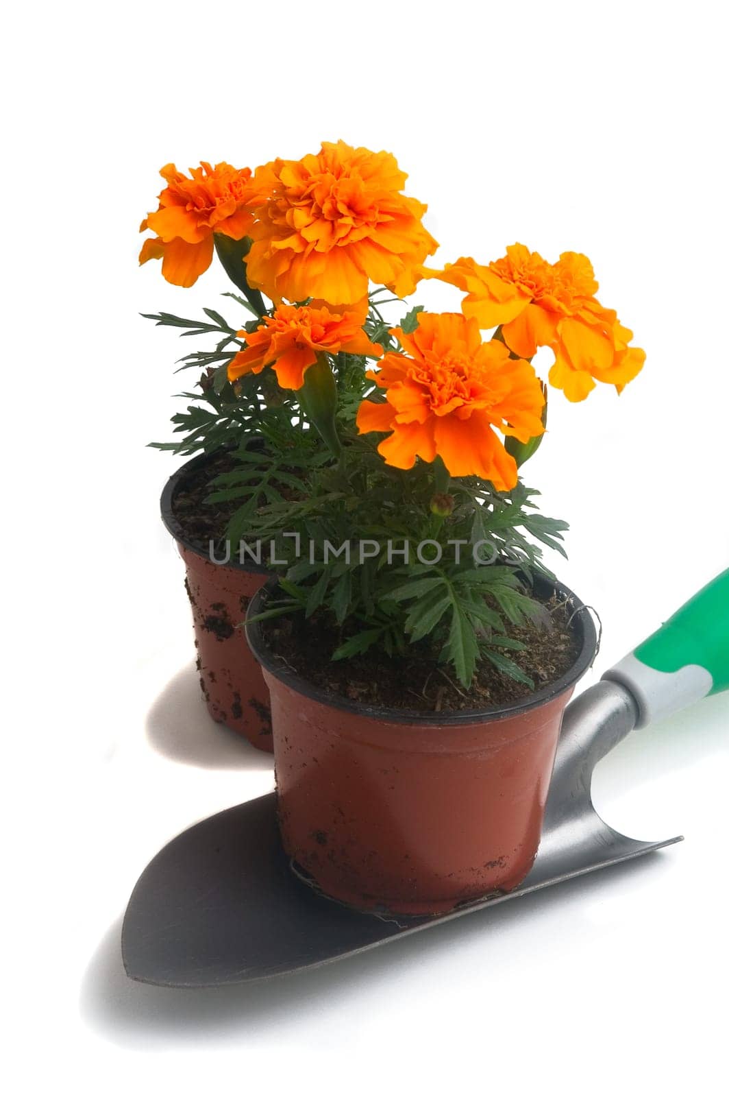 seedlings of French marigolds ready to be planted out of vat or with the garden
