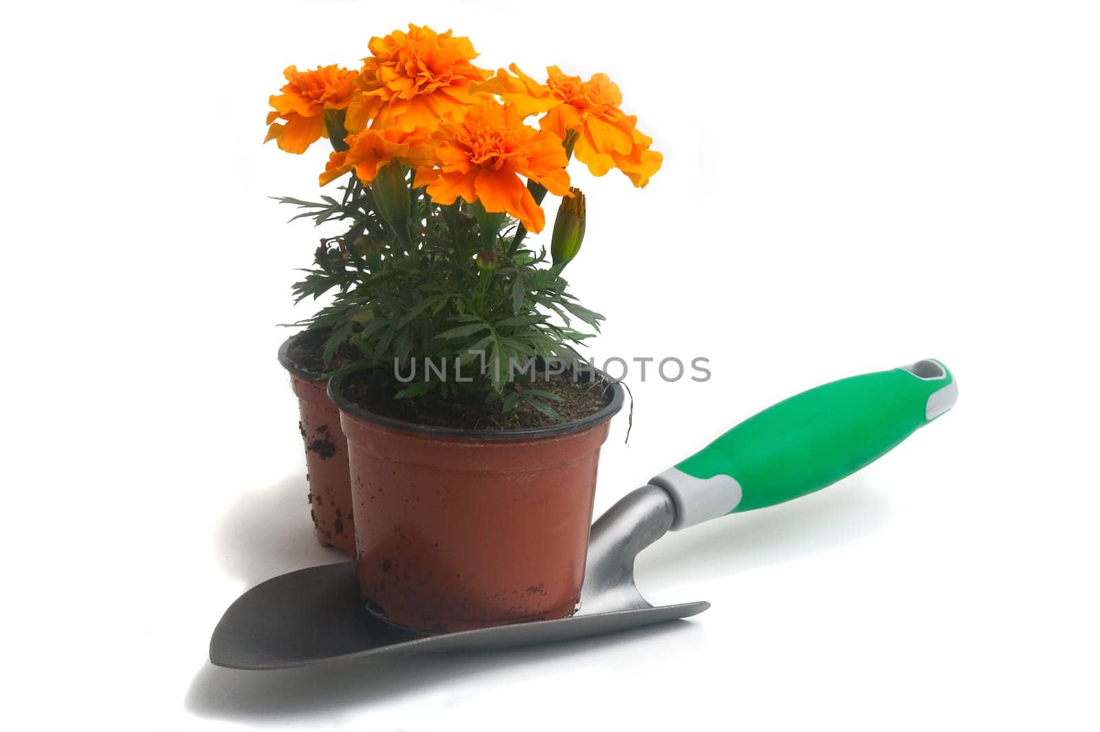 seedlings of French marigolds ready to be planted out of vat or with the garden