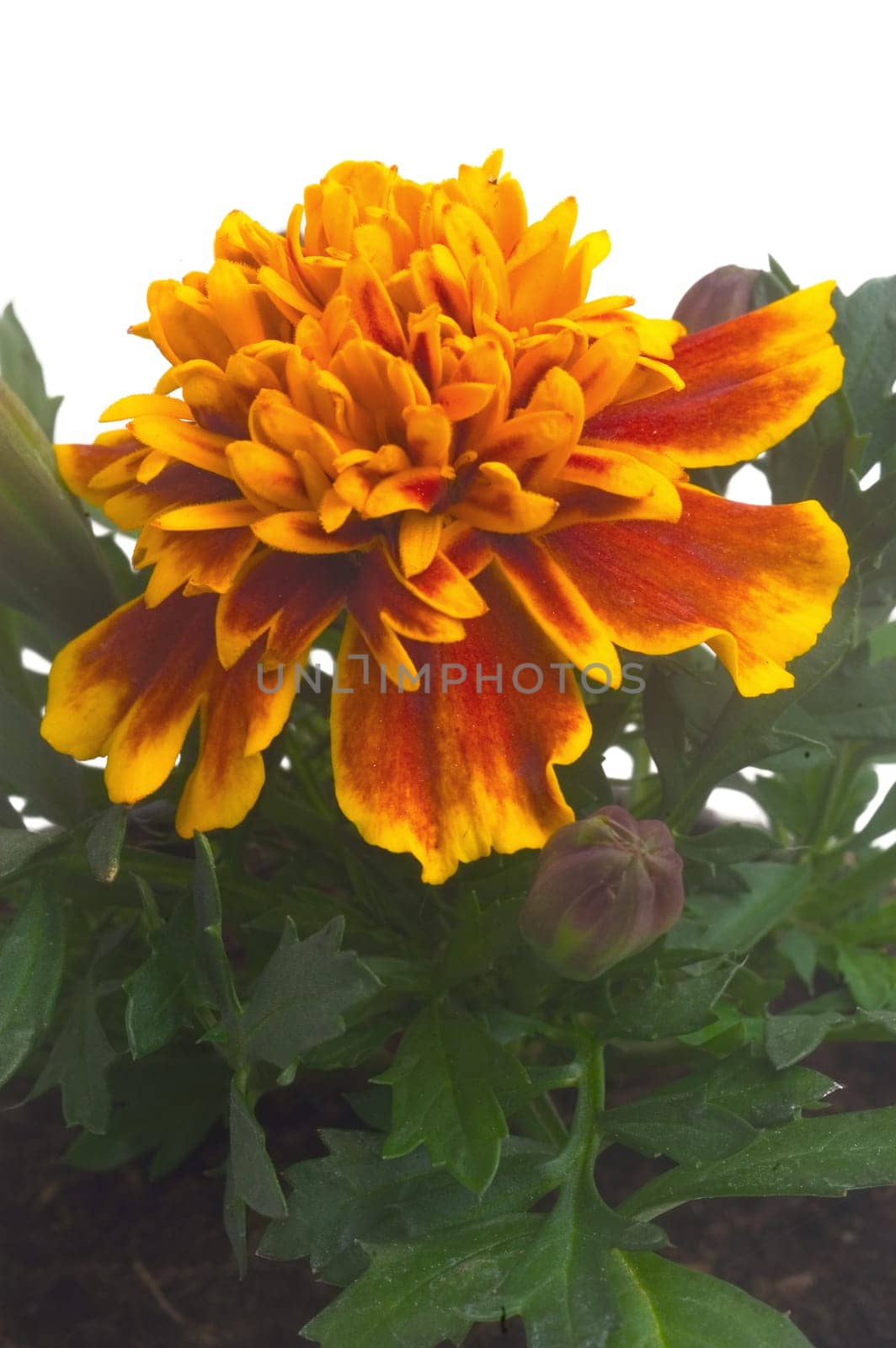 seedlings of French marigolds ready to be planted out of vat or with the garden