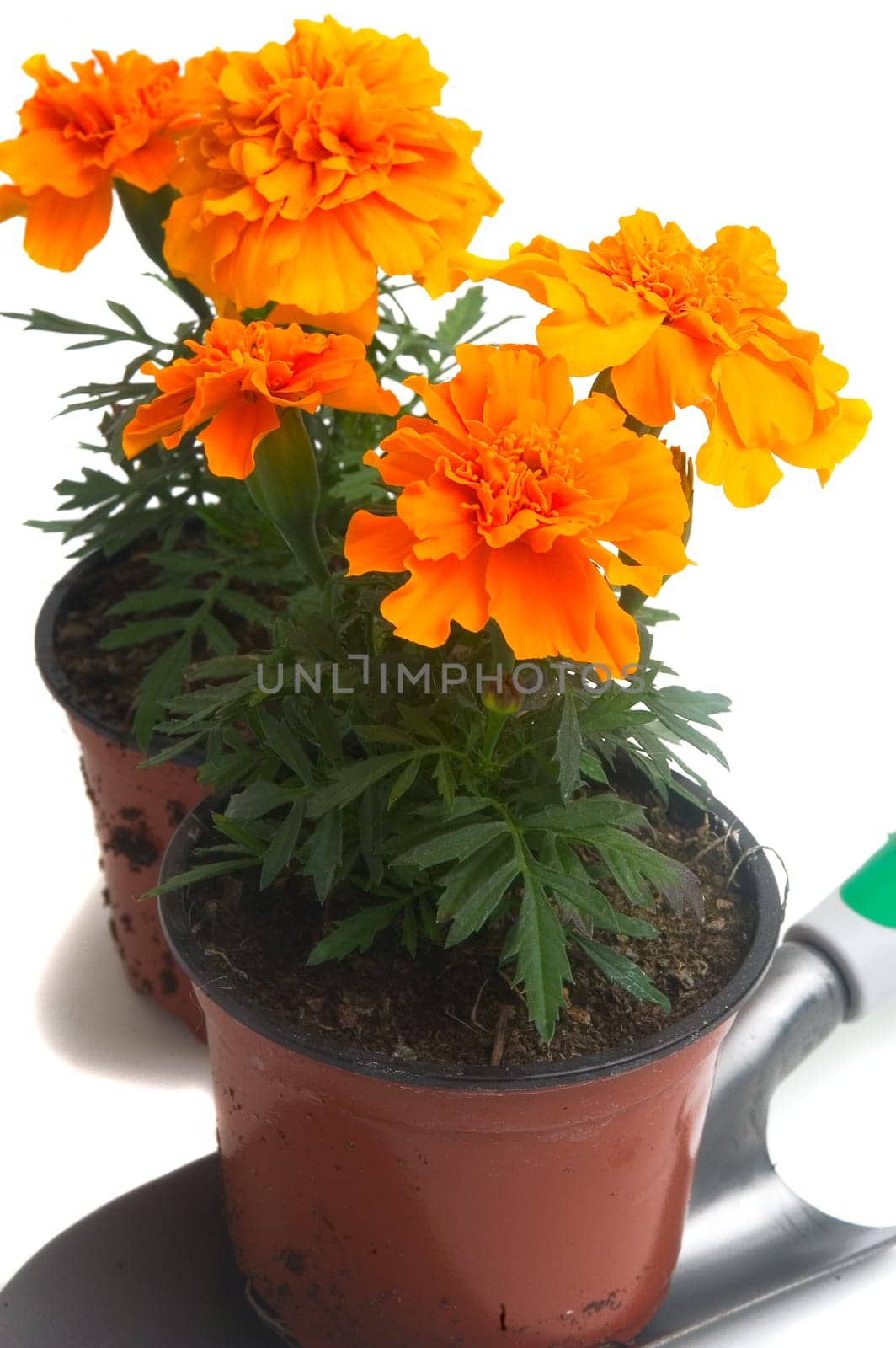 seedlings of French marigolds ready to be planted out of vat or with the garden