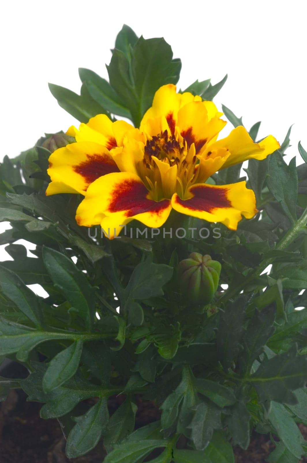 seedlings of French marigolds ready to be planted out of vat or with the garden