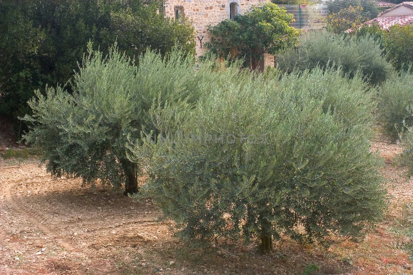 fields of olive-trees in France in the department of Gard