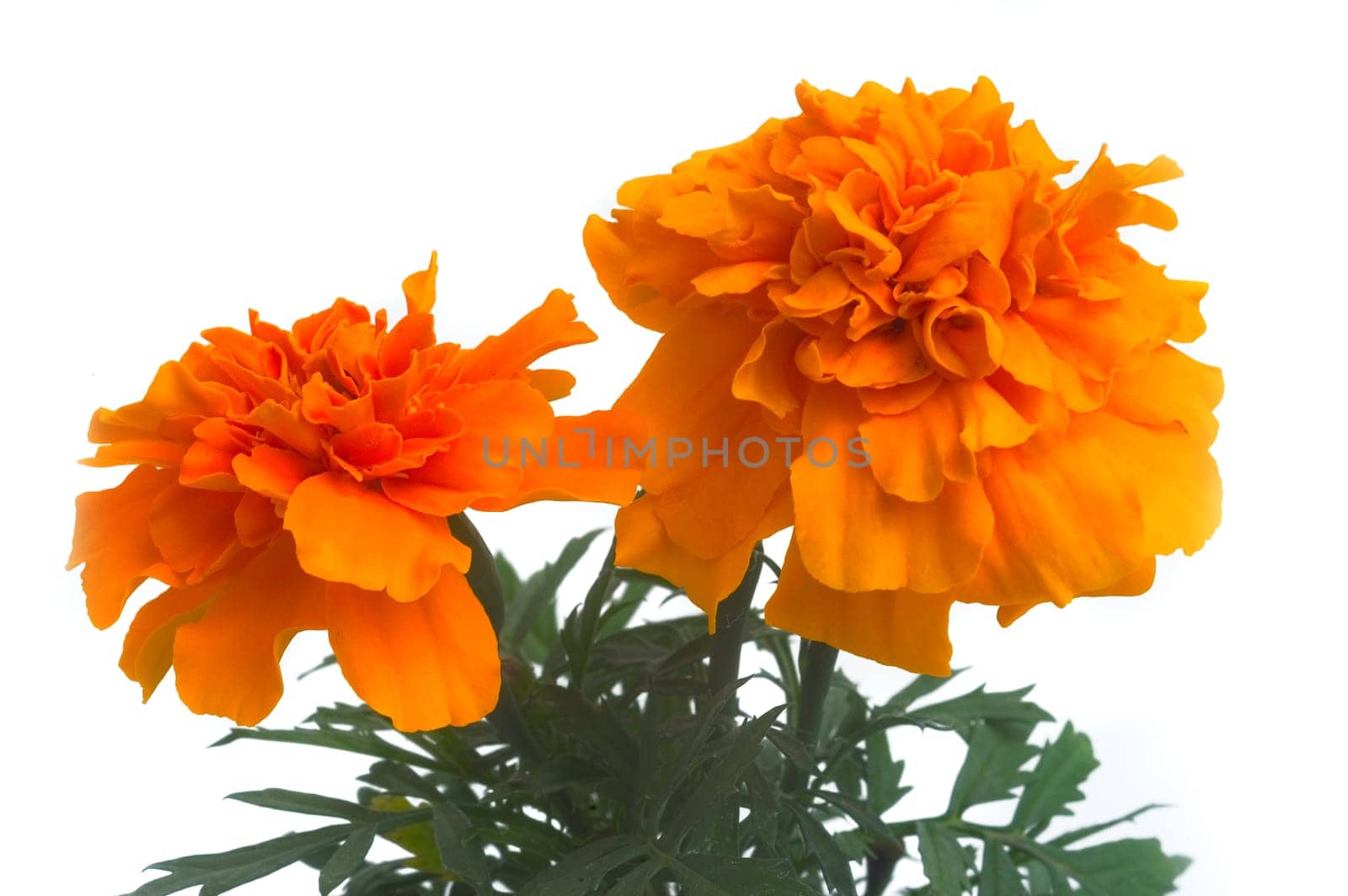 seedlings of French marigolds ready to be planted out of vat or with the garden