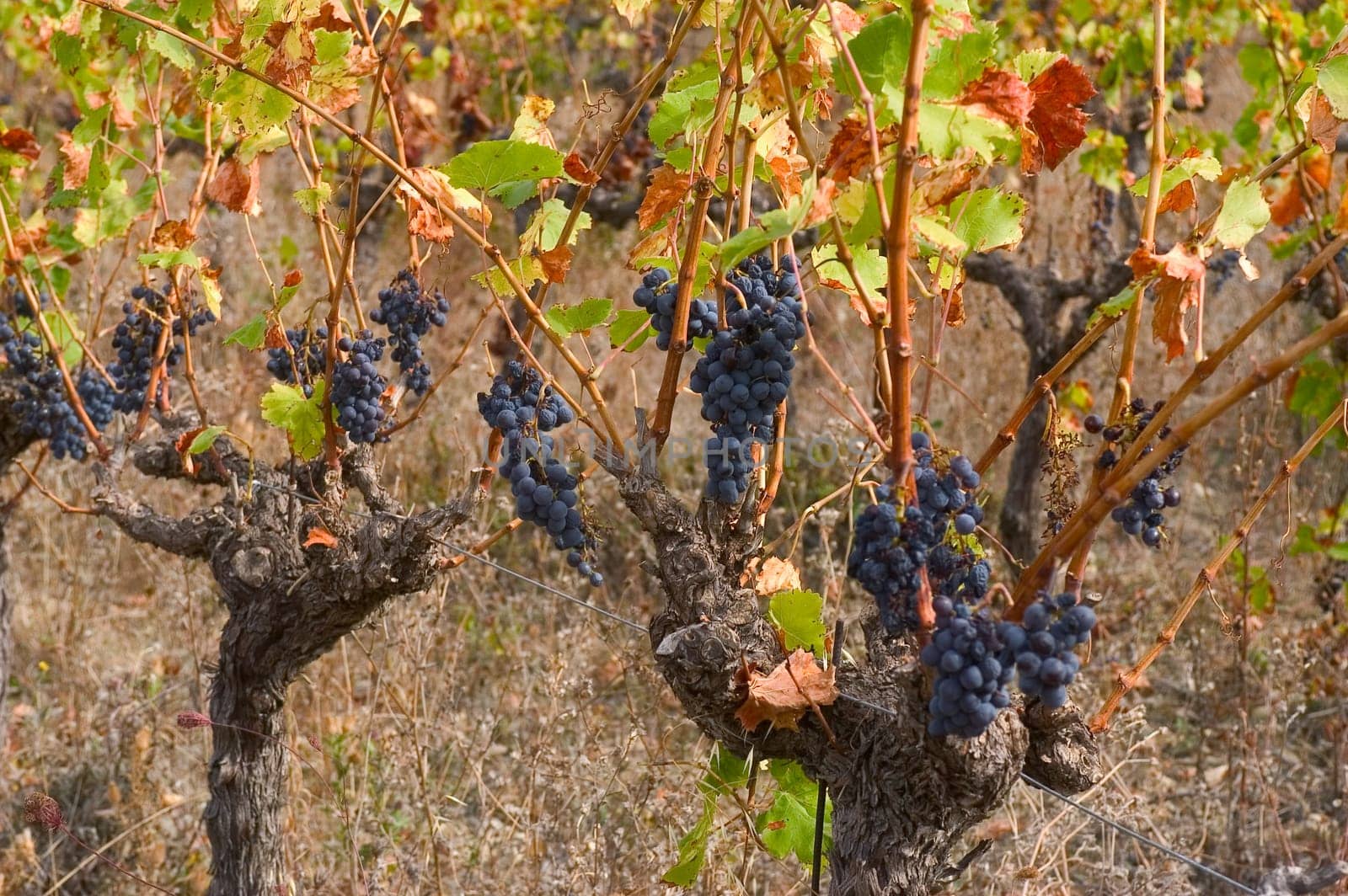 Vine in autumn