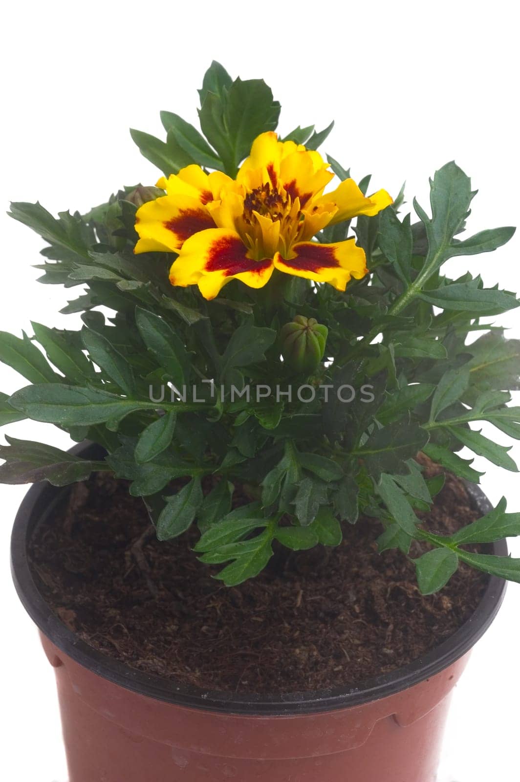 seedlings of French marigolds ready to be planted out of vat or with the garden