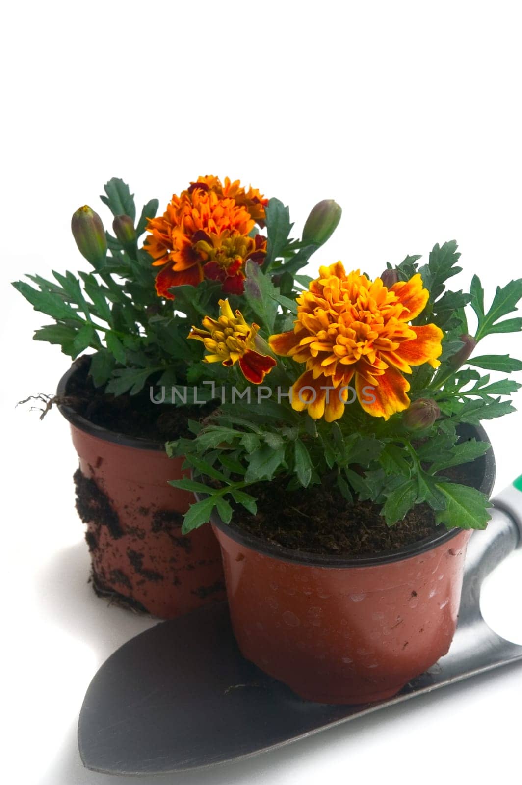 seedlings of French marigolds ready to be planted out of vat or with the garden