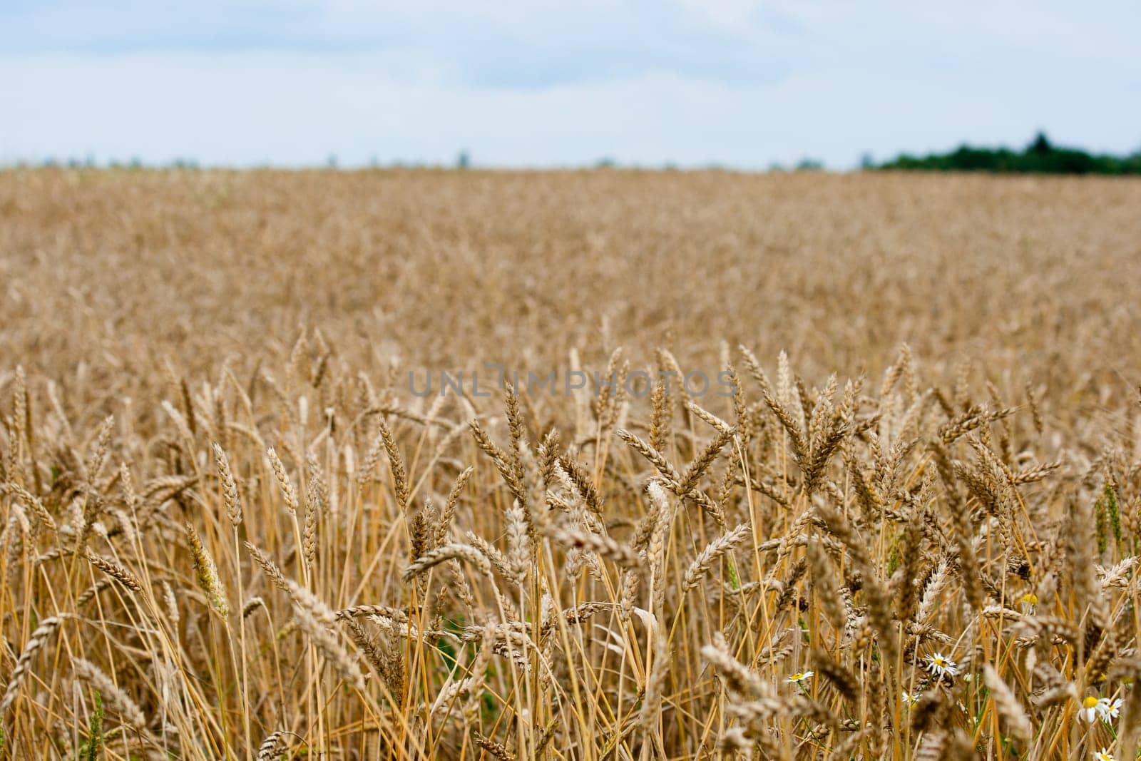 Golden wheat crops field in a summer landscape