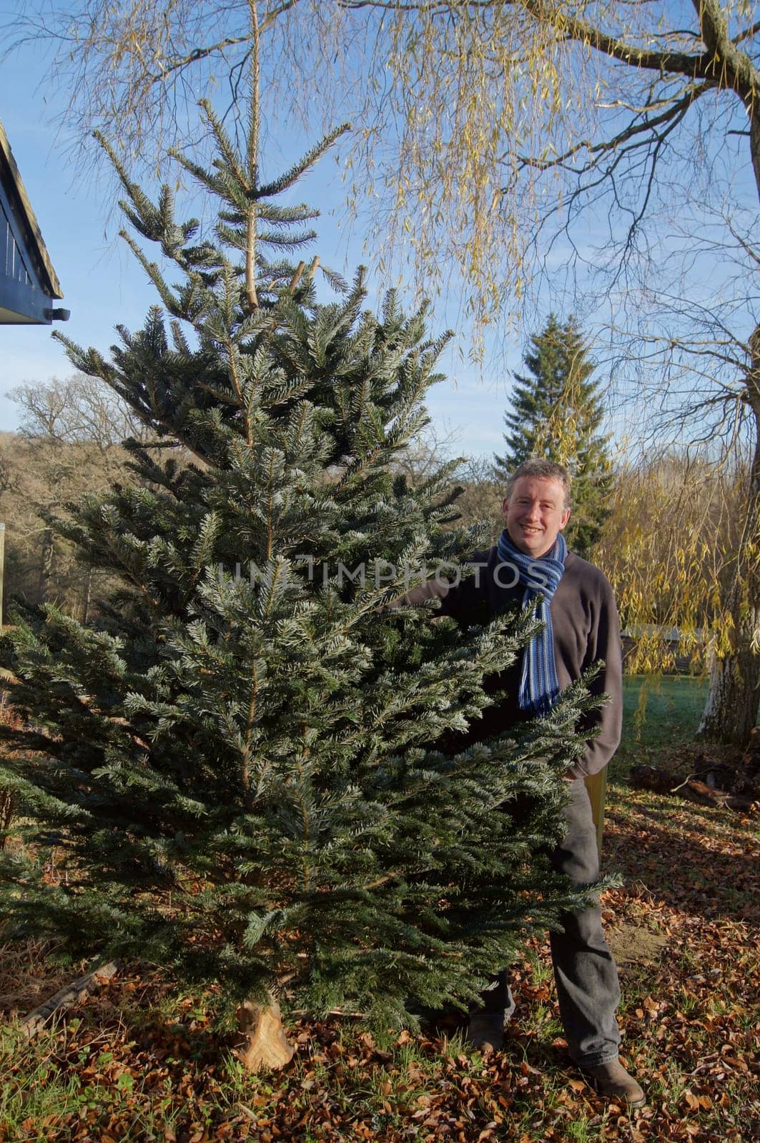 Man bringing in the freshly cut Christmas tree