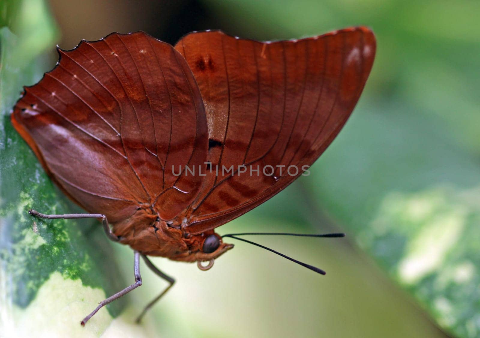 Common palmfly